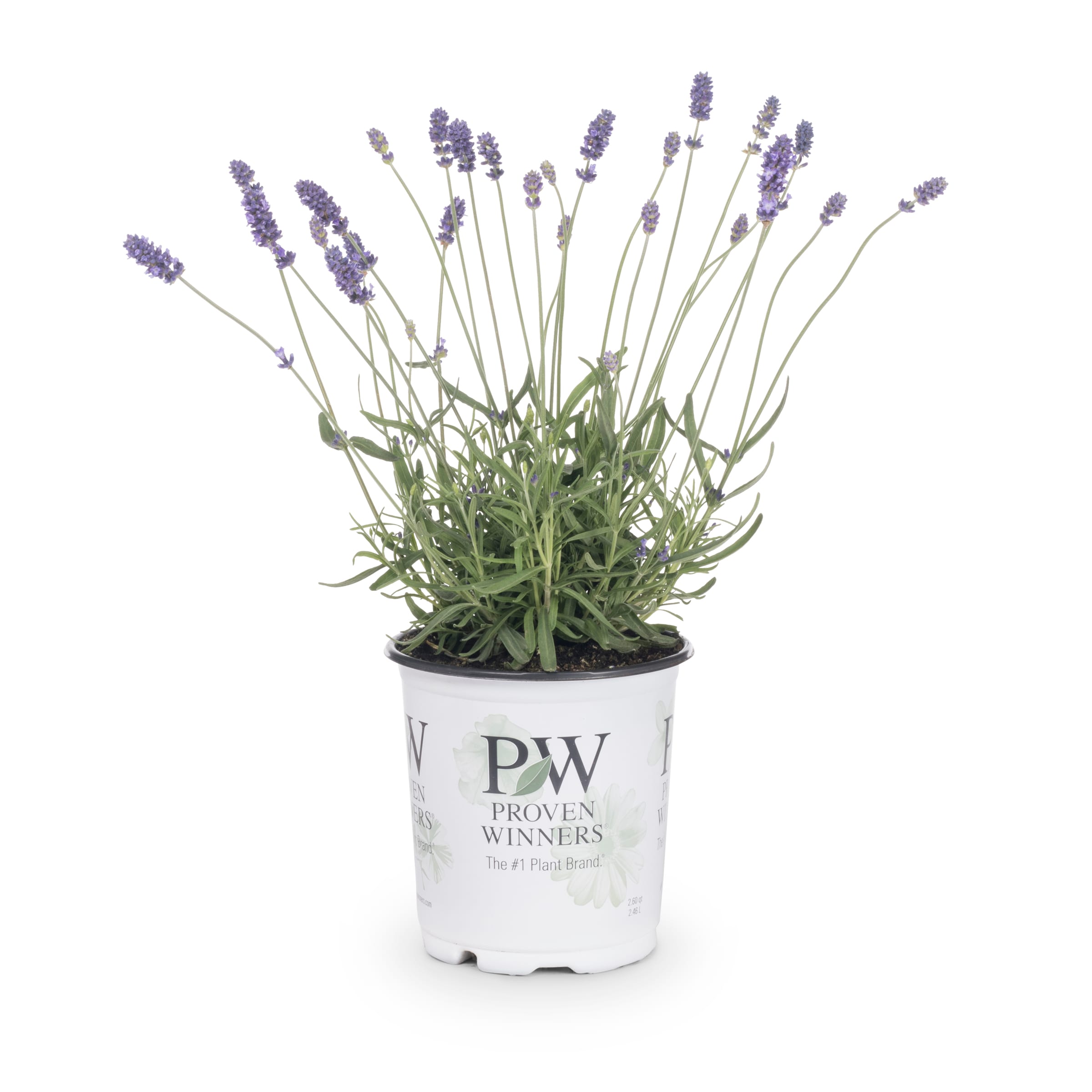 Lowe's NURSERY Lavender Lavender Plant in 2 -Quart Pot 1.0 -Pack