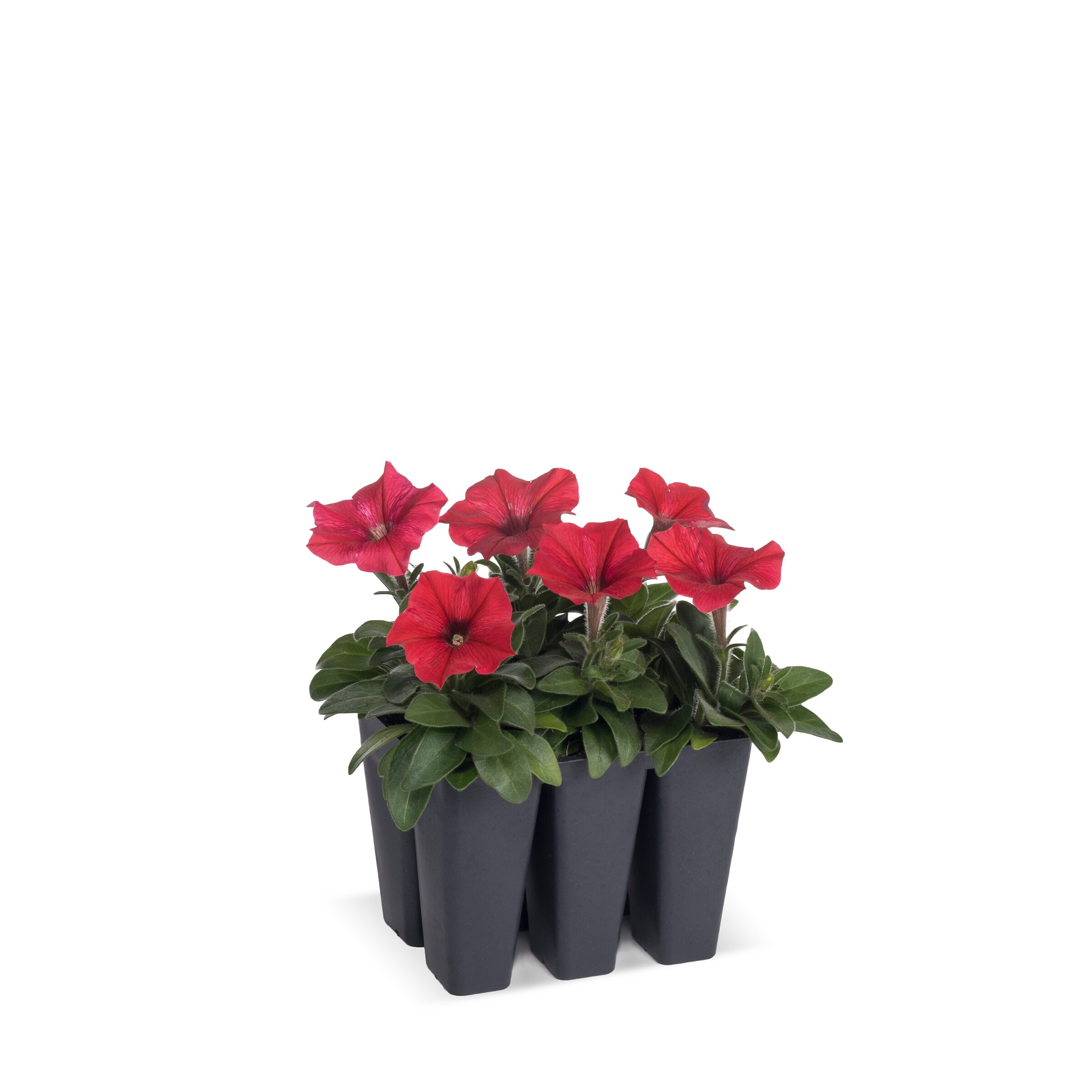 Lowe's Multicolor Petunia in 6-Pack Tray in the Annuals department at ...