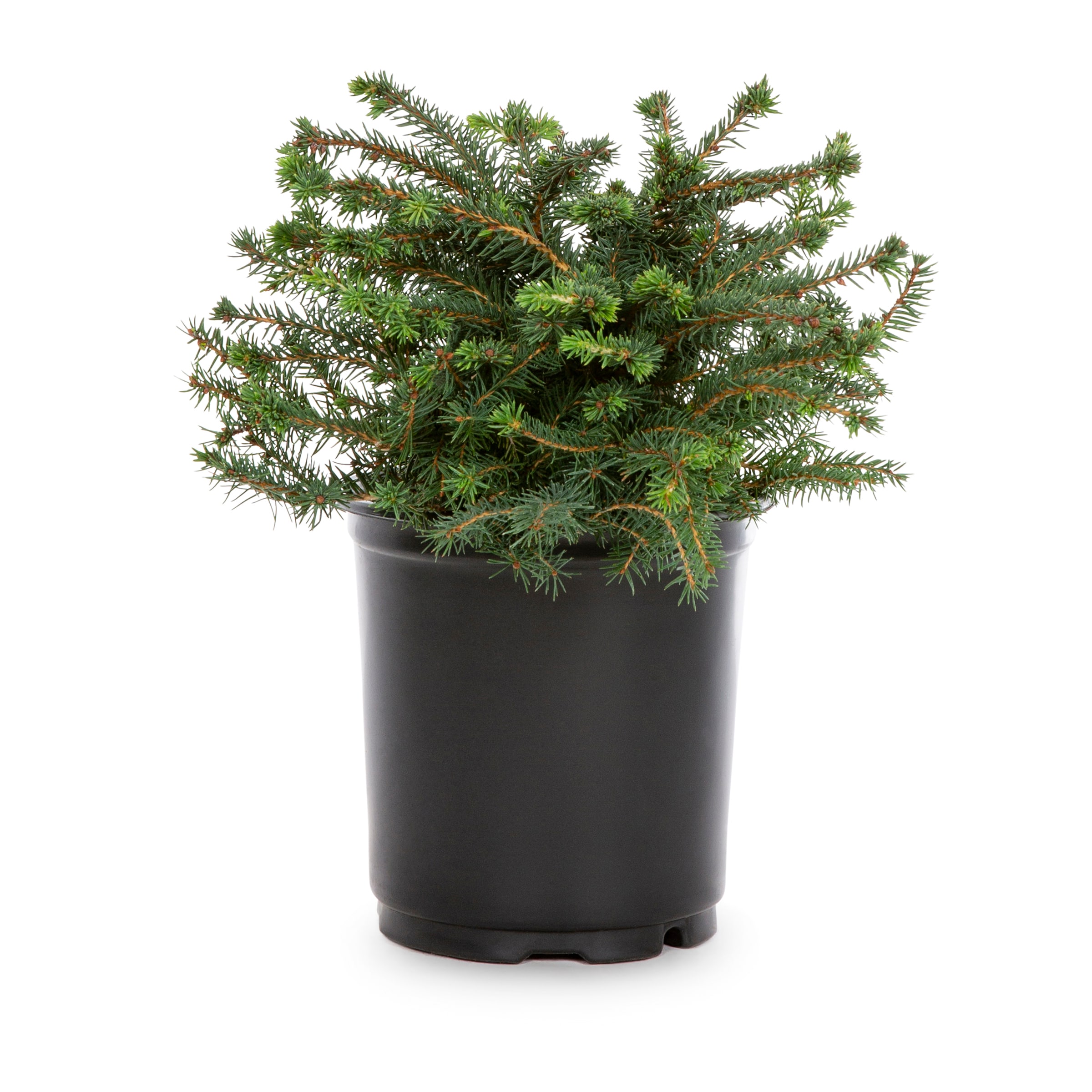 Lowe's Birds Nest Spruce Accent Shrub in 2.5-Quart Pot in the Shrubs ...