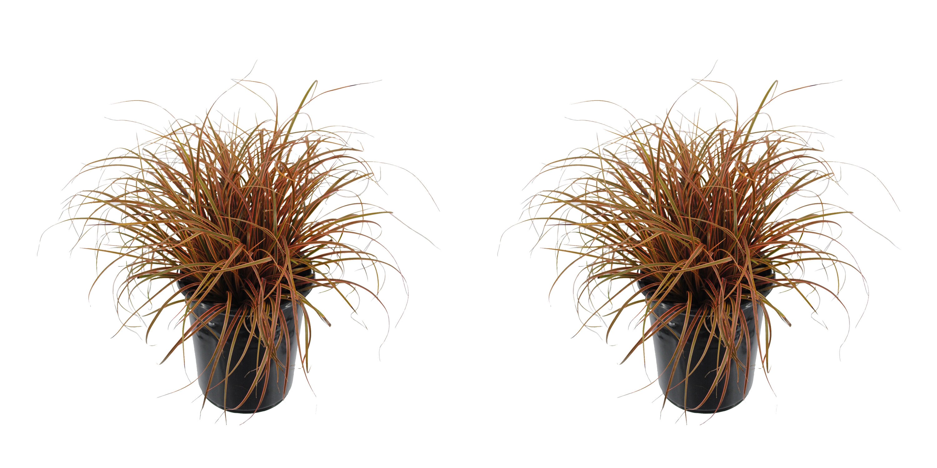  1485 Uncinia Grass Plant in -Quart Pot 2.0 -Pack