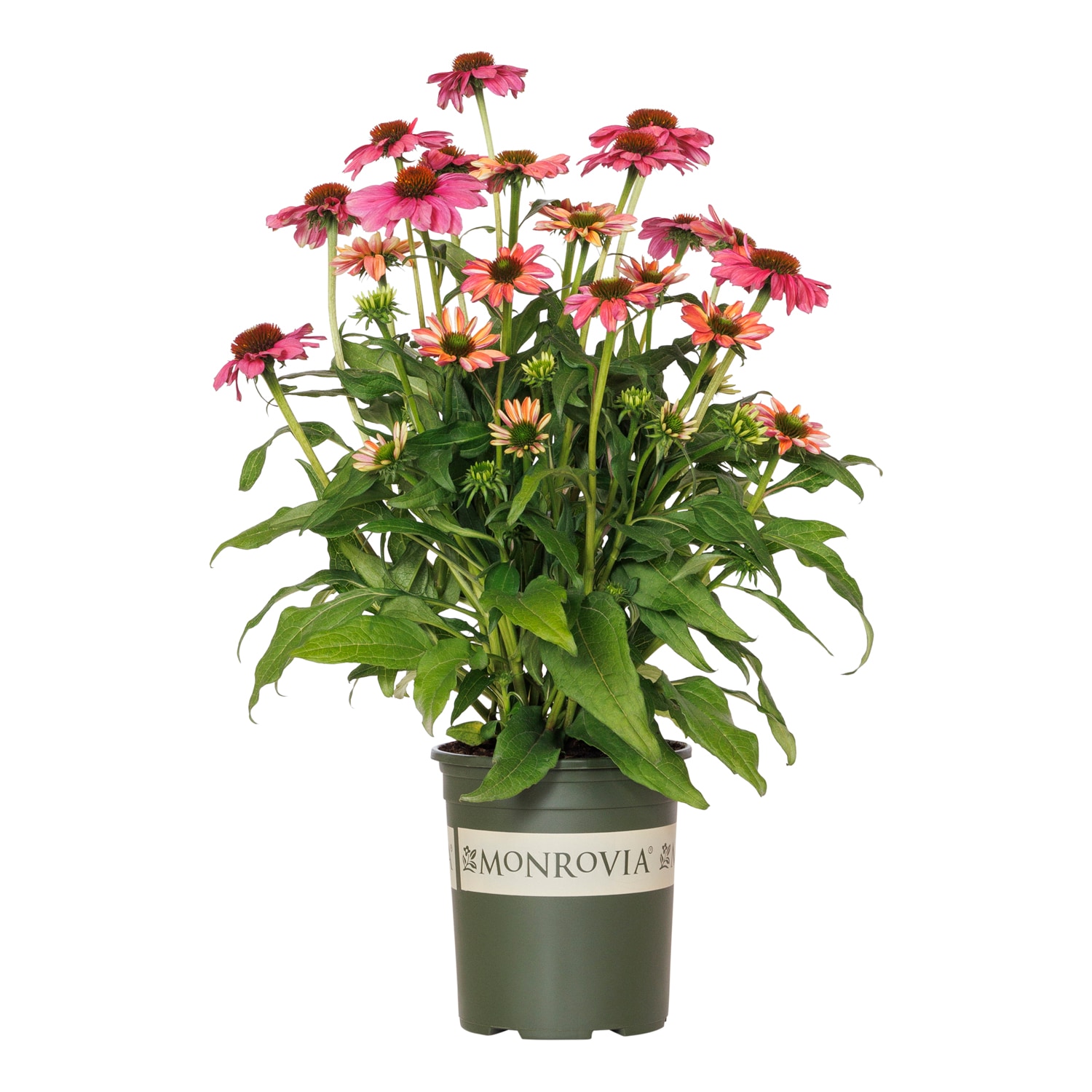 2.6 -Quart Pink Coneflower Evolution Colorific 1 -Pack - Low Maintenance