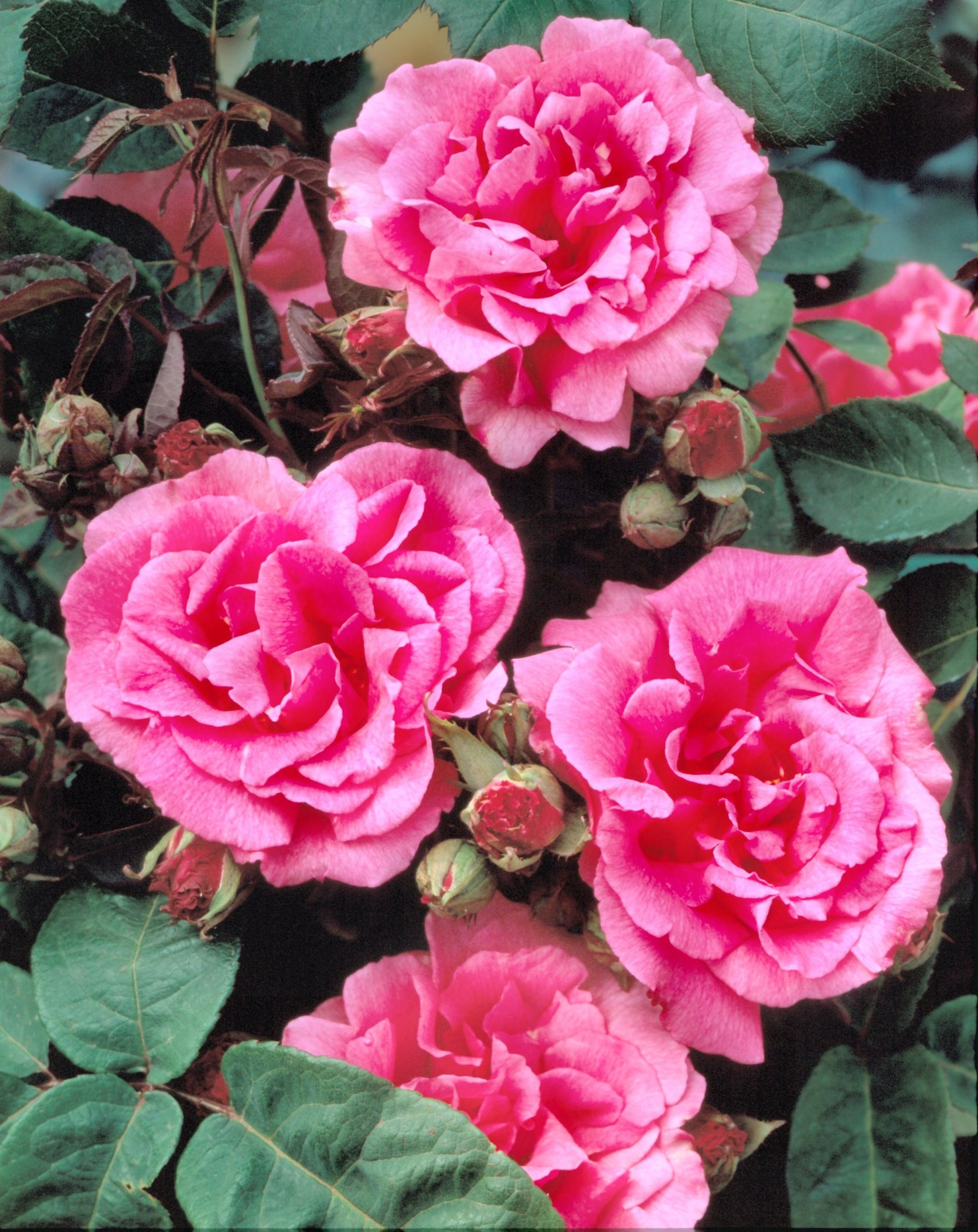 National Plant Network LW1396 roses - View #4