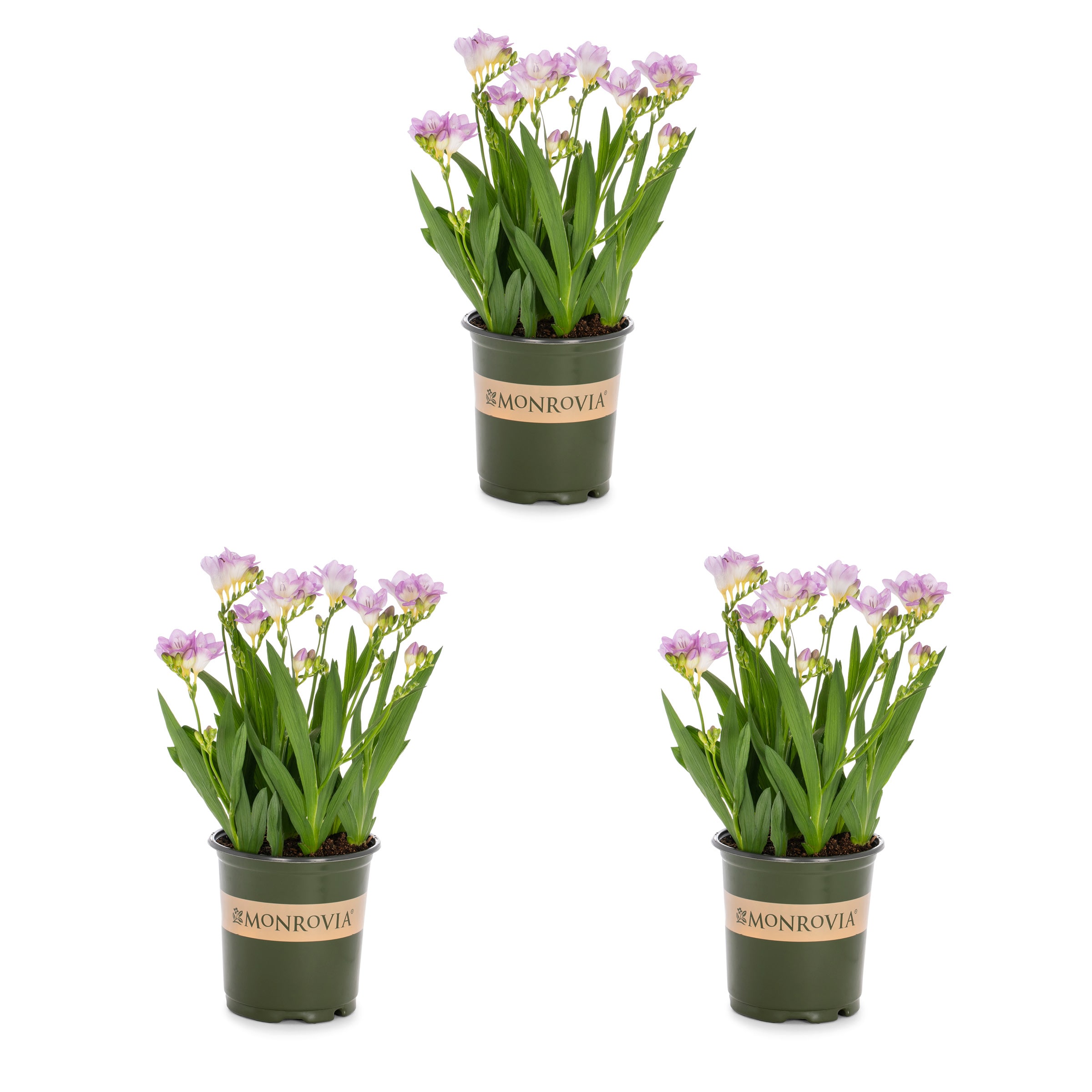 Gypsophila paniculata,Artificial Plants and Cement Flower pots Artificial  Flowers Mini Potted Plants for Home Decoration Small Plants Artificial  Green