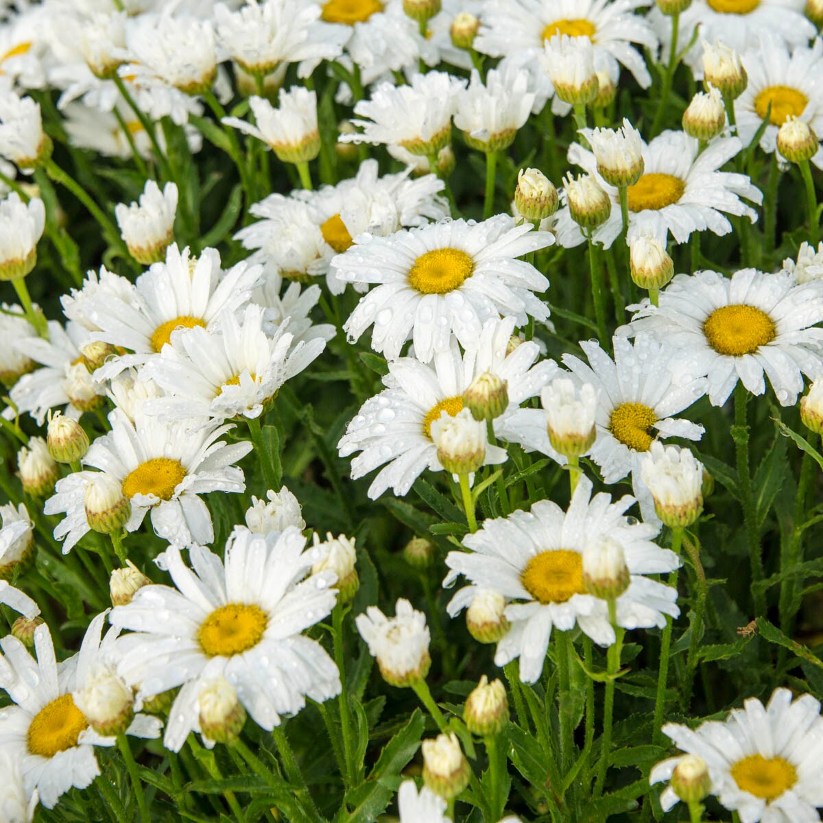 Deer Resistant Snow Lady Shasta Daisy Plants, Bulbs & Seeds at Lowes.com