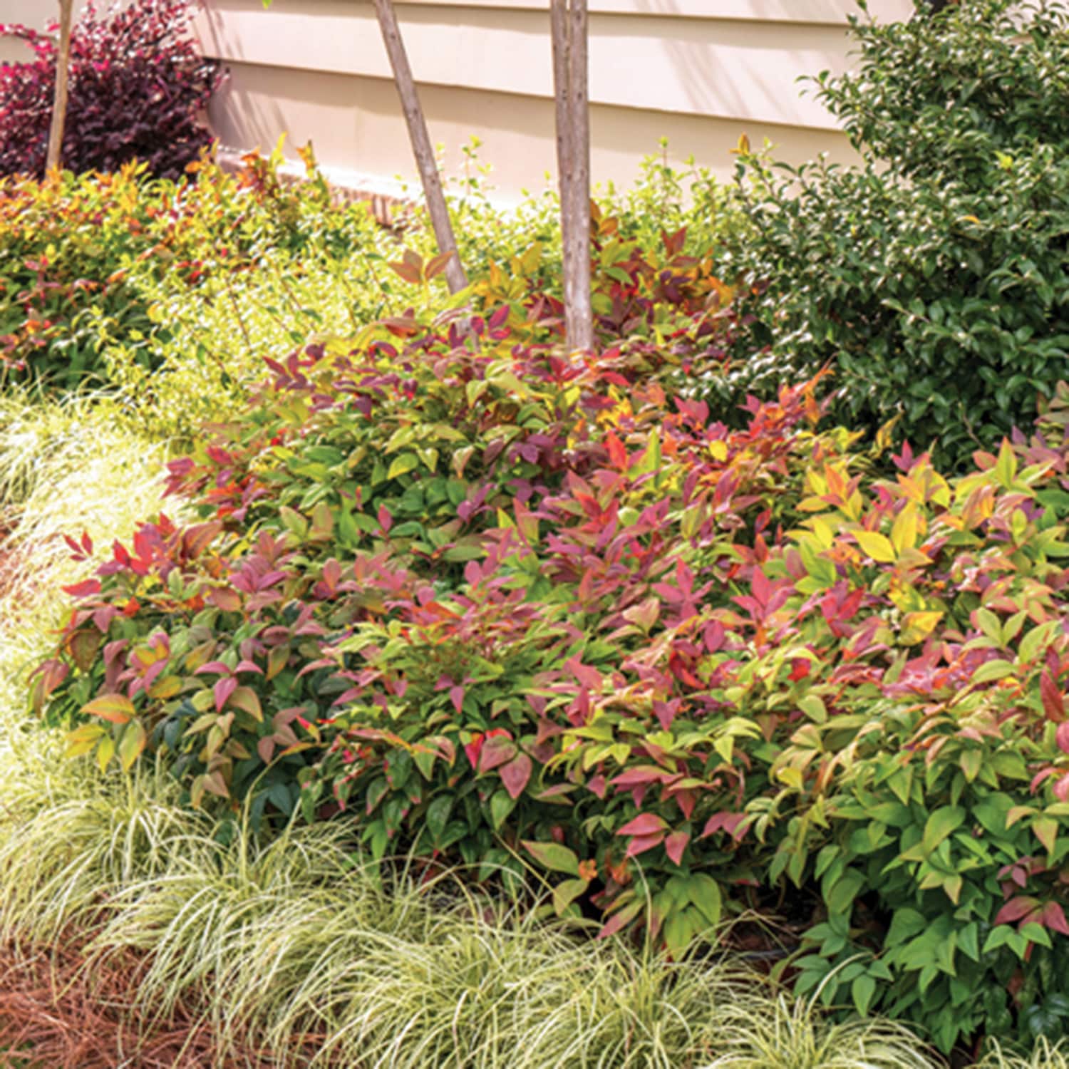 Southern Living Plant Collection 43072TSL-1 shrubs - View #6