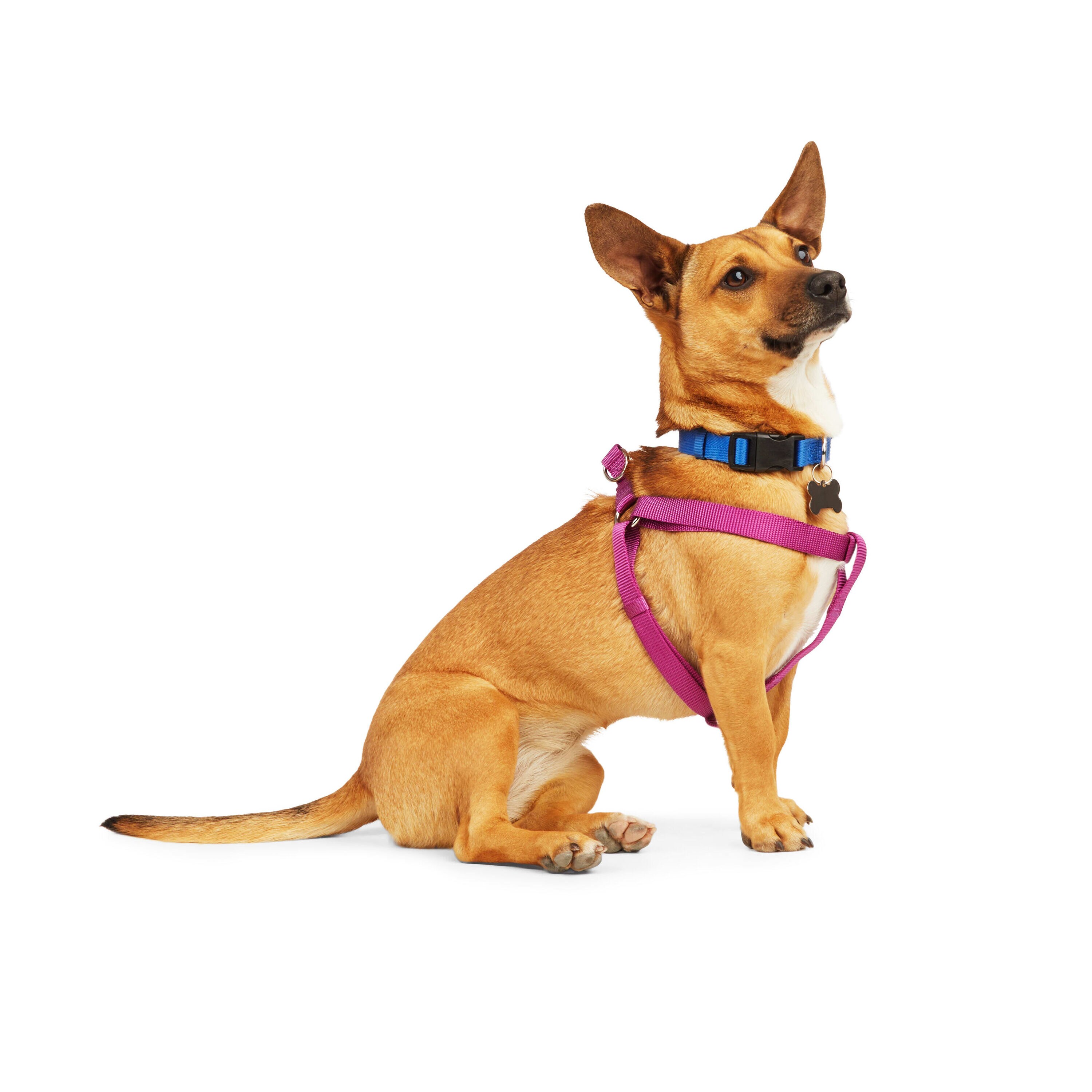 Youly 3710201 Dog-Collars-Harnesses - View #2