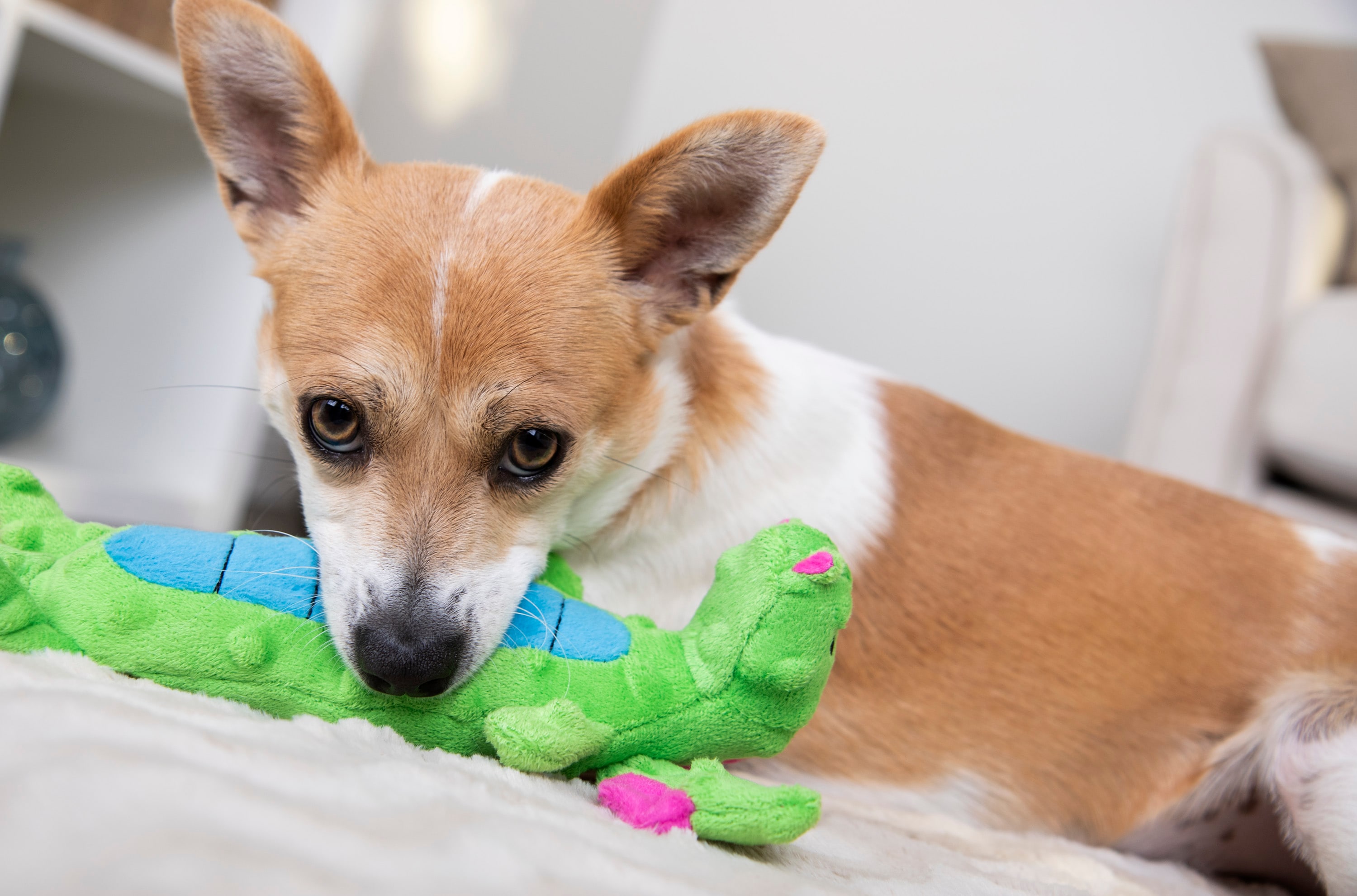 goDog Green Plush Tug Dog Toy with Squeaker - Soft and Durable Polyester -  Perfect for Cuddling and Interactive Playtime in the Pet Toys department at