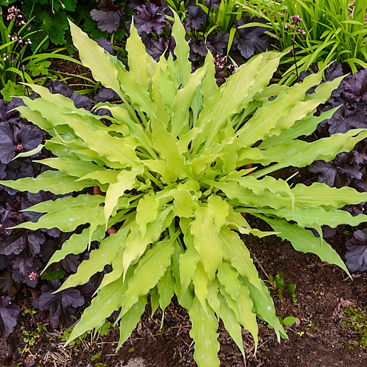 Breck's 77152 Purple Wiggles and Squiggles Hosta Dormant Starter Perennial Plant in 1 -Pack Bareroot