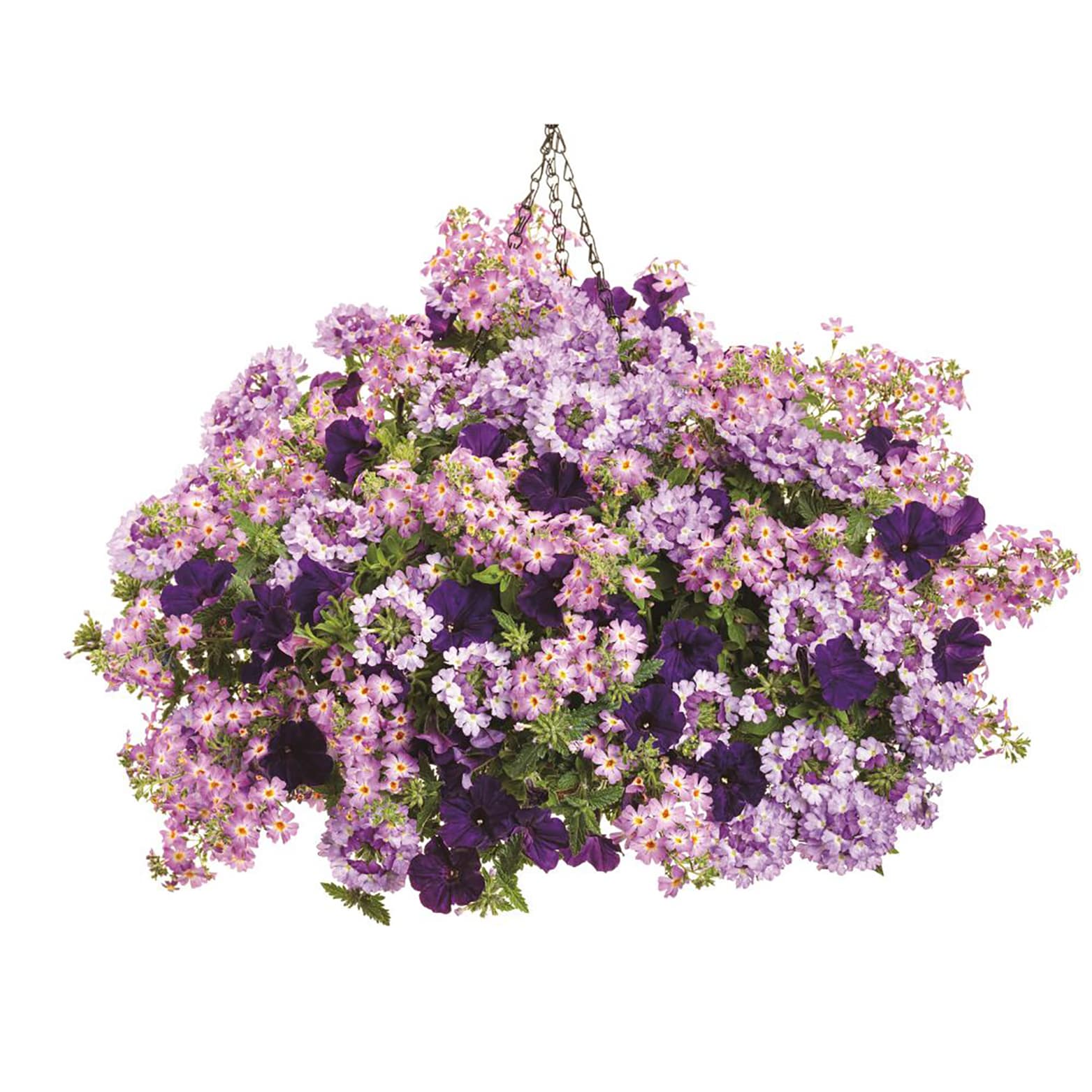 Proven Winners BENPRW1187504 annuals - View #4