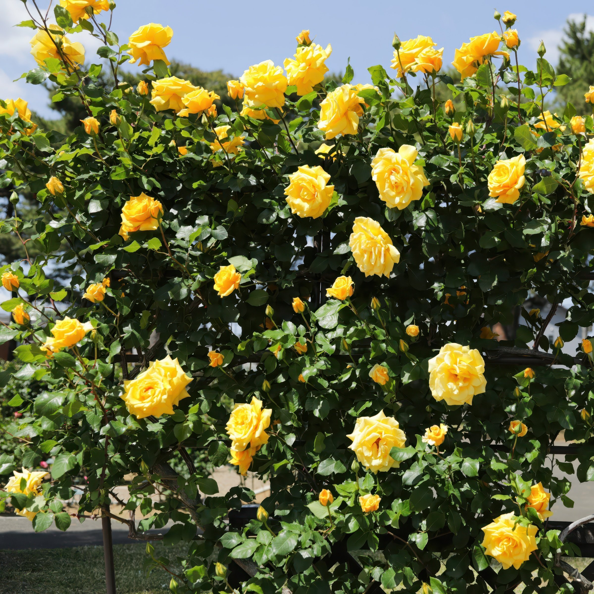 National Plant Network LW1389C roses - View #7