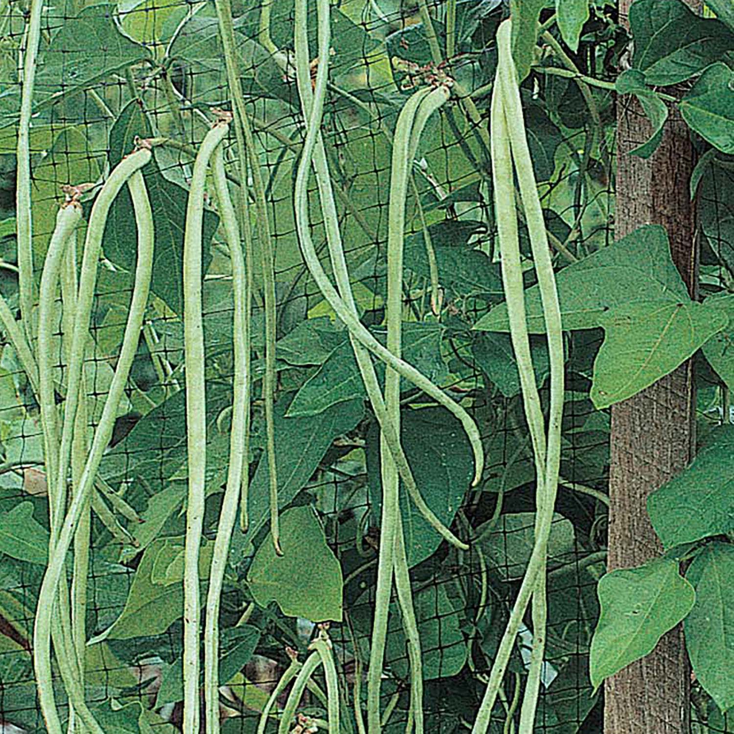 Ferry-Morse LC25.4143 Vegetable-Herb-Seeds - View #3