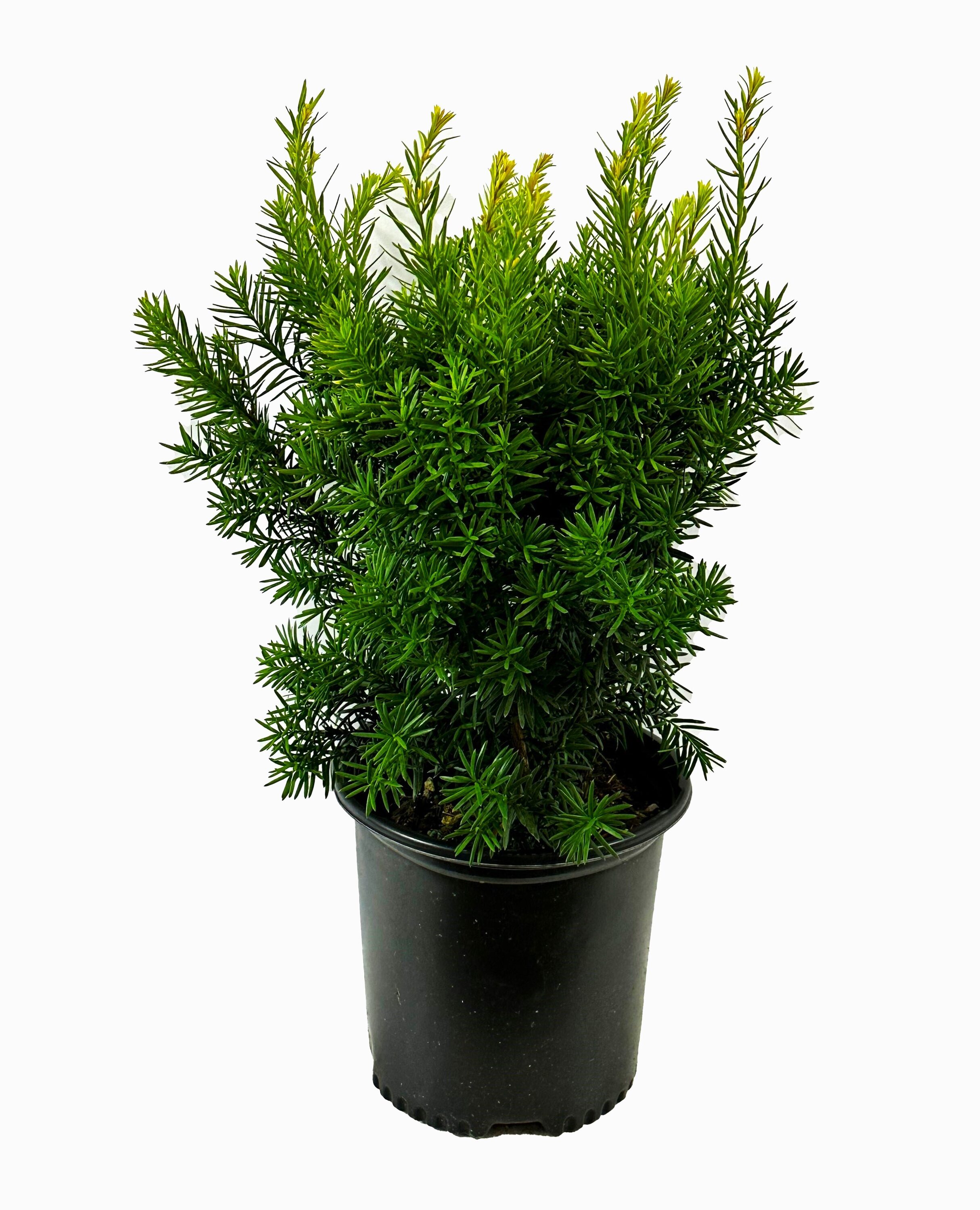 Taxus Densiformis Foundation/Hedge Shrub in 1.5-Gallon (s) Pot O877402 ...