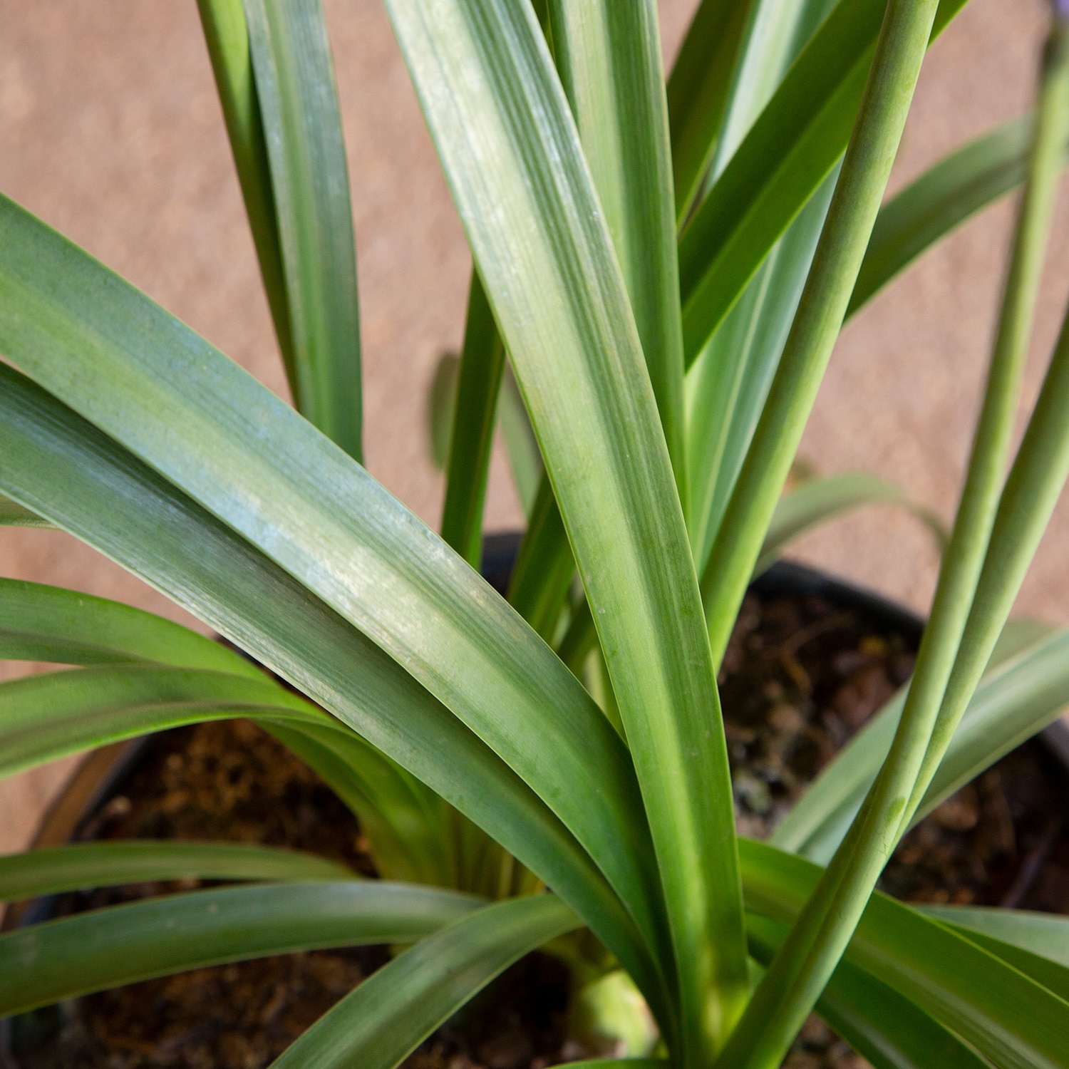 Southern Living Plant Collection 0284Q-1 perennials - View #4