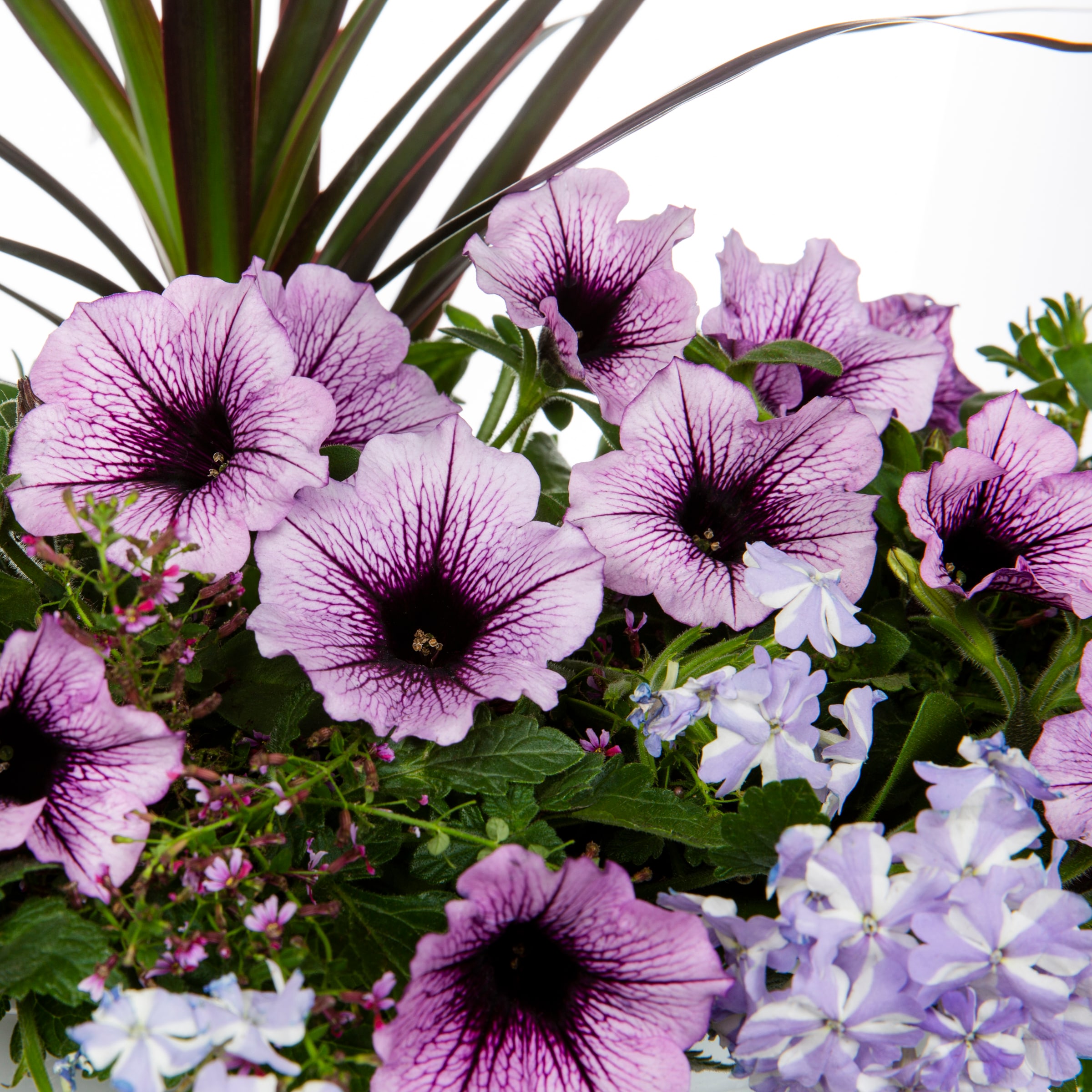 Lowe's NURSERY annuals - View #2