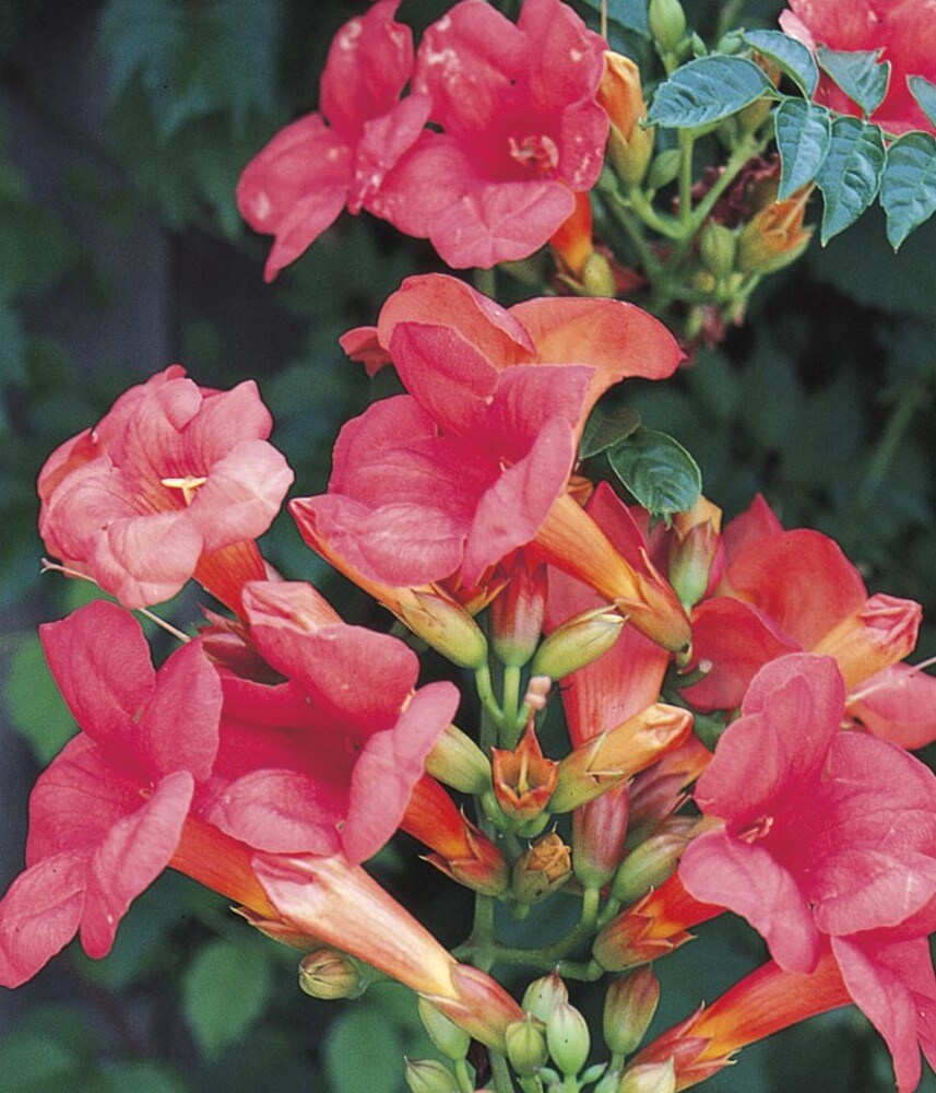 Lowe's NURSERY Orange Trumpet Vine Shrub in 2.5 -Quart Pot