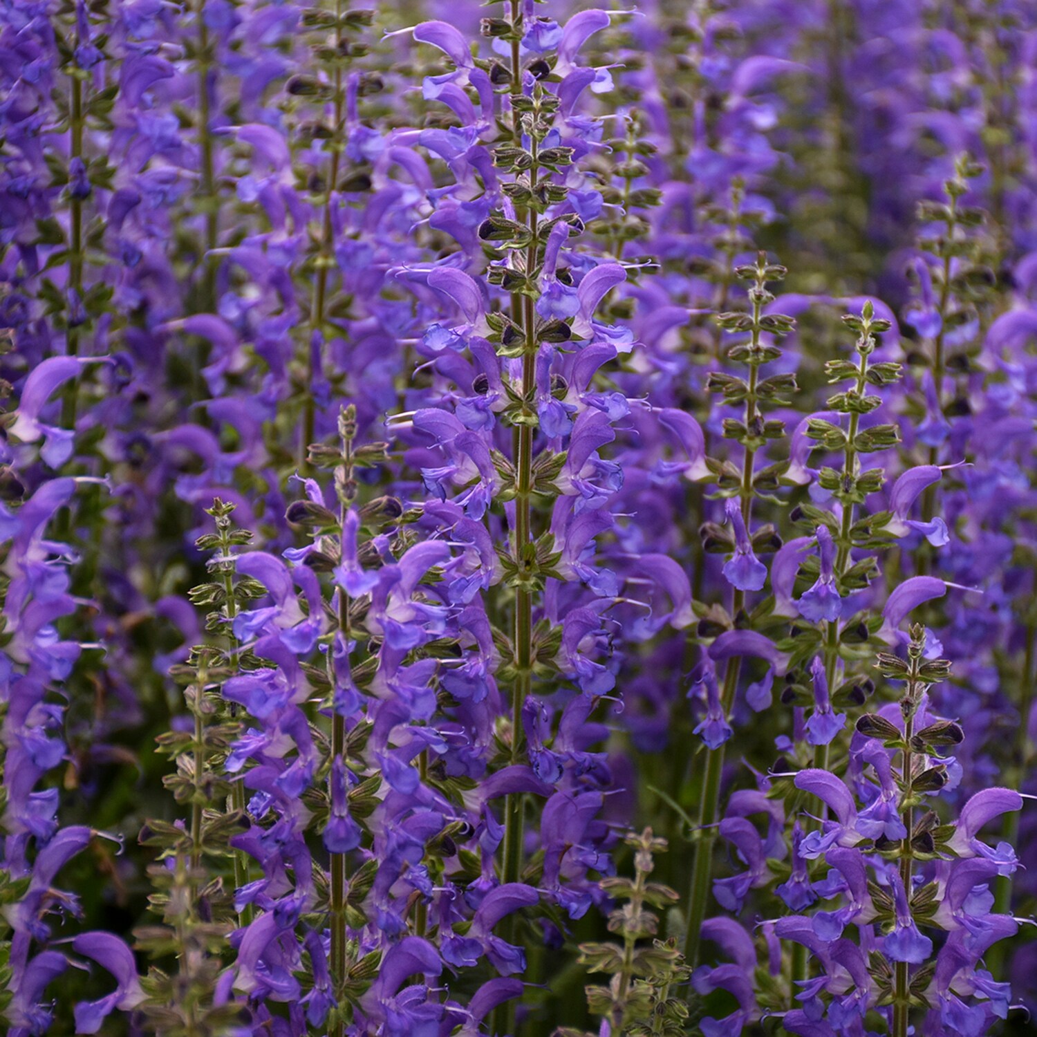 Direct Gardening 98216 perennials - View #3