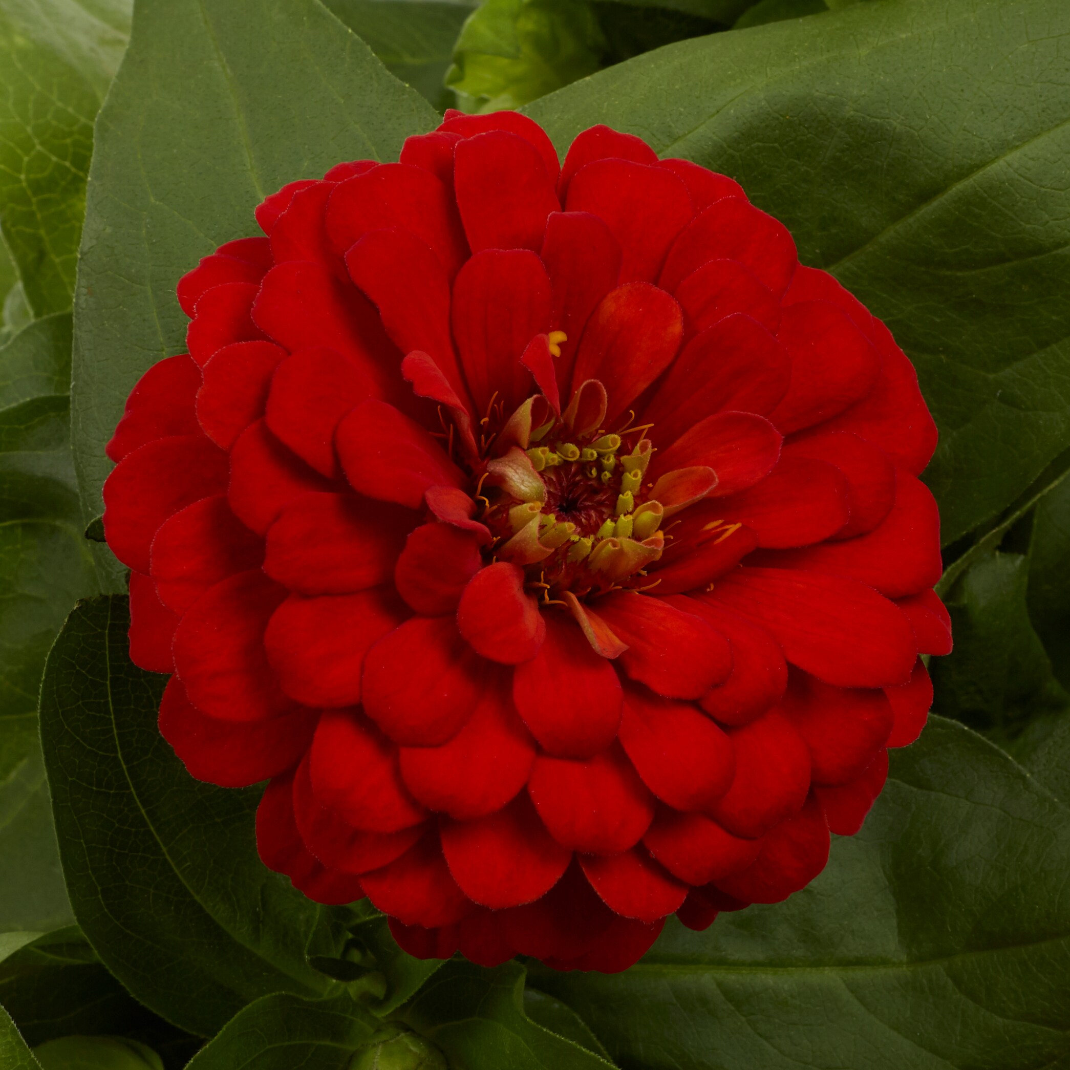 Lowe's NURSERY annuals - View #10