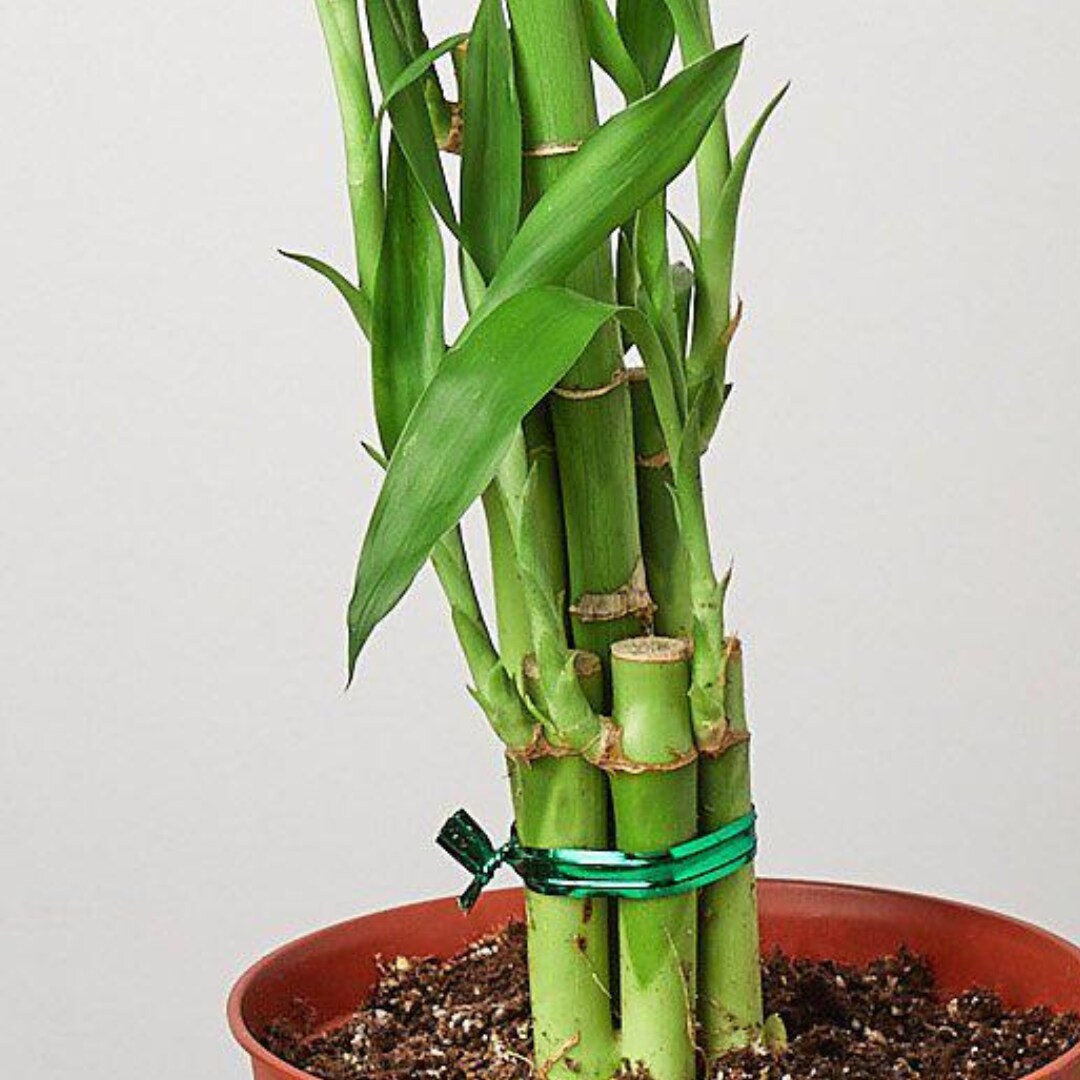 House Plant Shop 6-DRACAENA-LUCKYBAM hseplants - View #4