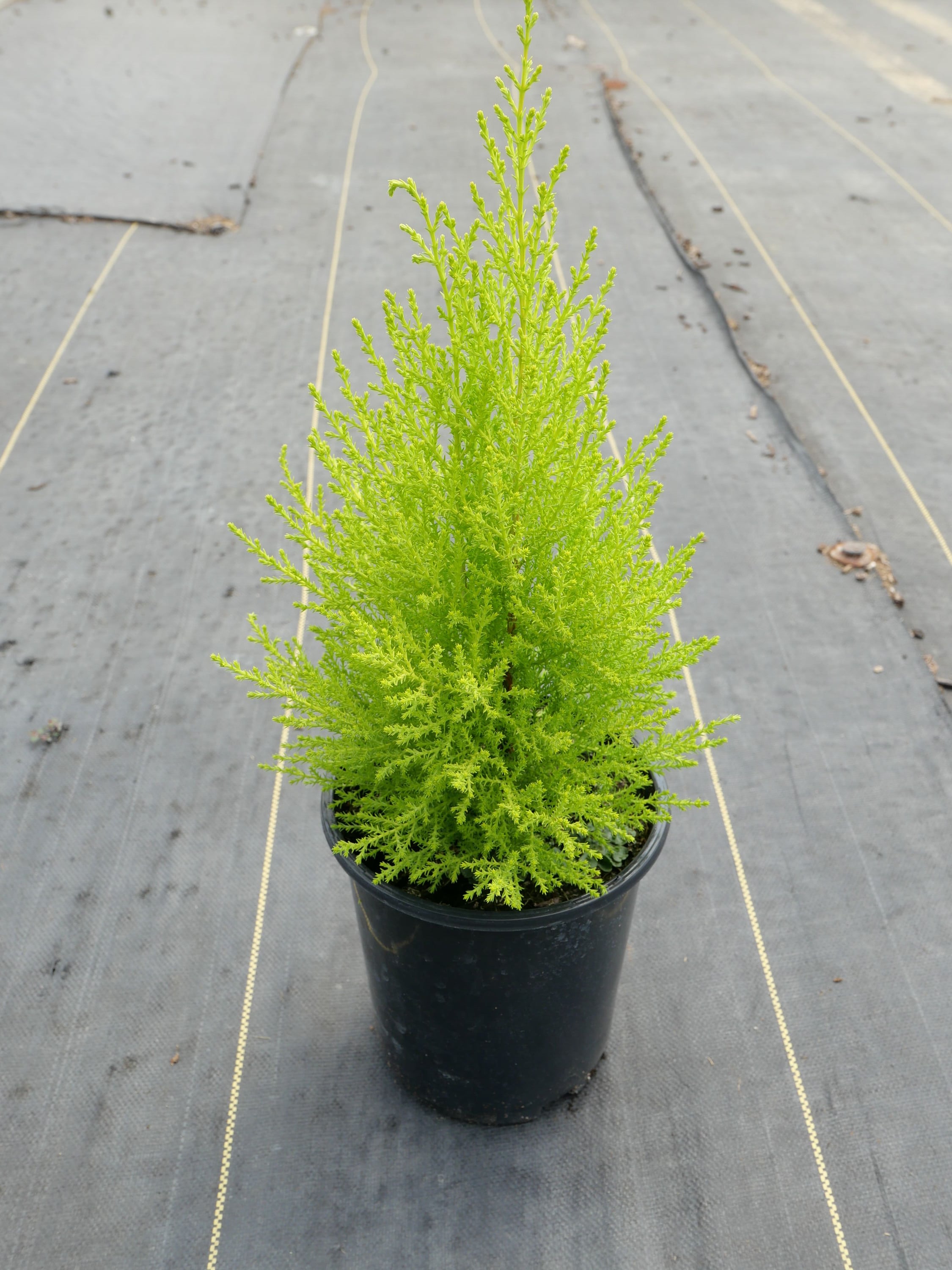  2672 perennials - View #8