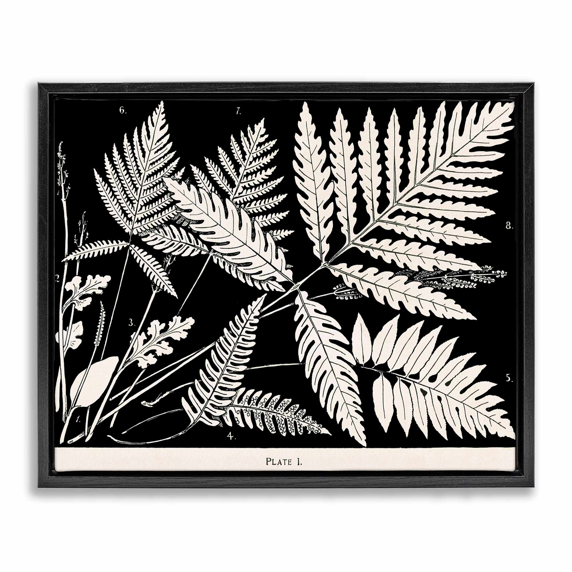 Stupell Industries BT-462-FFB-16X20 Overlapping Ferns on Black Floating Frame design by Phillipa Katz
