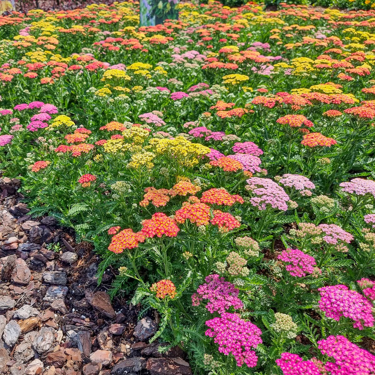 Direct Gardening 72655 perennials - View #3