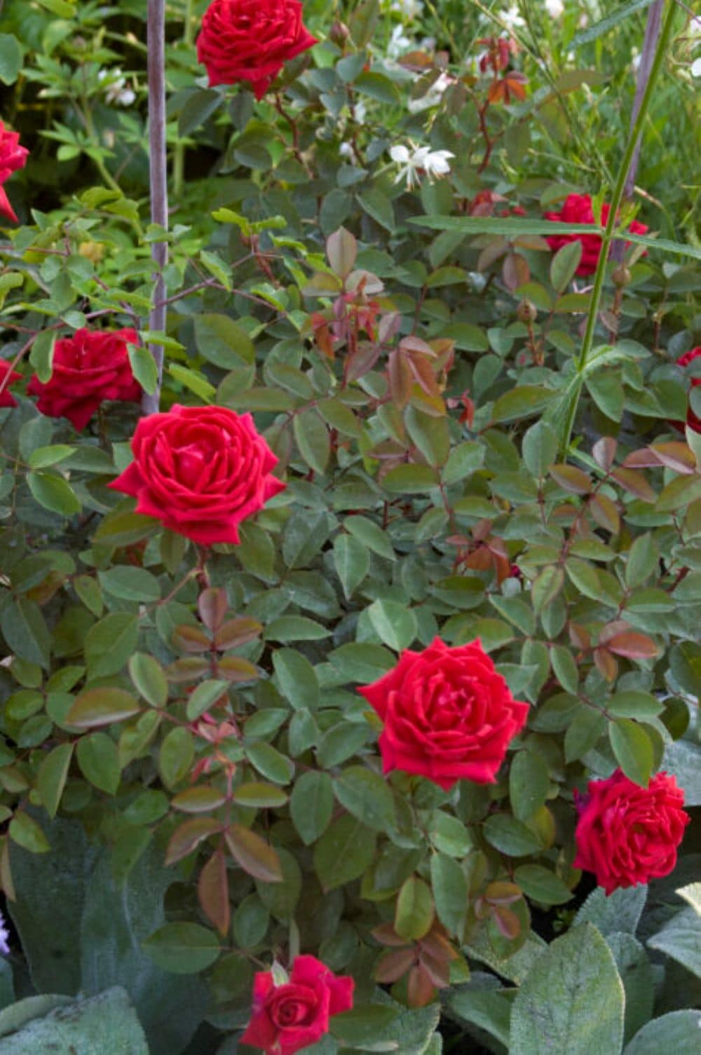 Lowe's NURSERY shrubs - View #6
