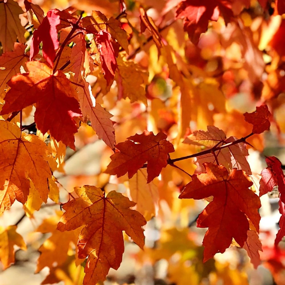 Southern Planters MAPCEL05G trees - View #2