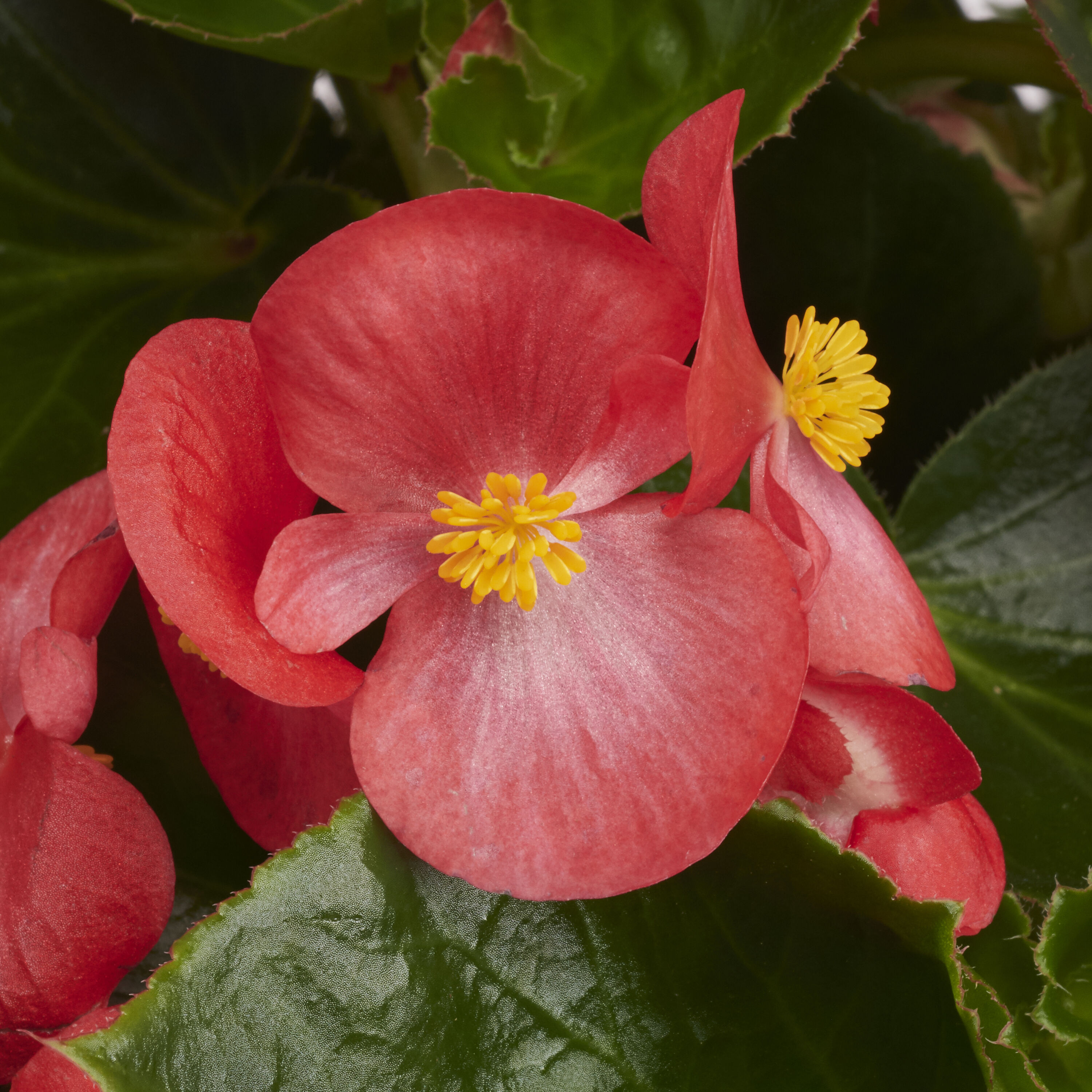Lowe's 133049 annuals - View #2