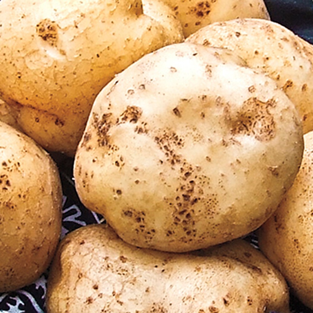 Gardens Alive Seed Potato German Butterball 2 Lb Bag Seeds In The Vegetable And Herb Seeds 5461