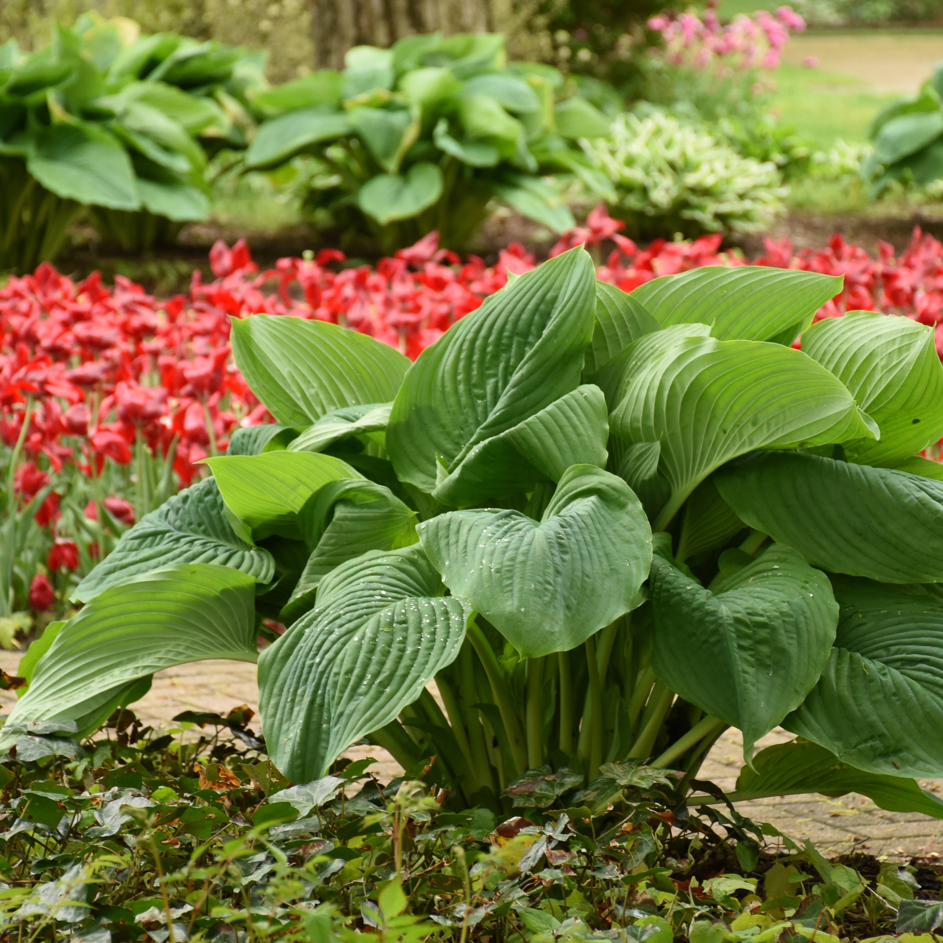 Proven Winners HOSPWP2026102 perennials - View #2