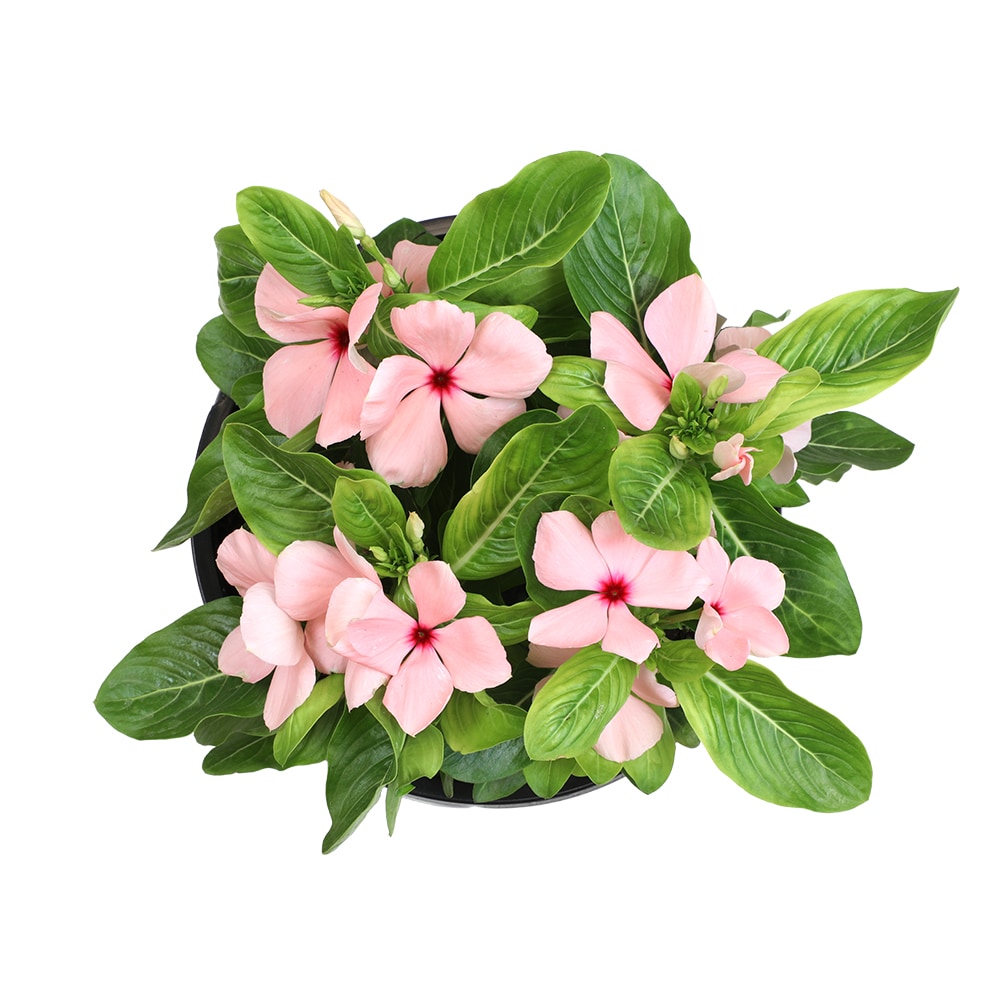 Altman Plants 0881452 annuals - View #2
