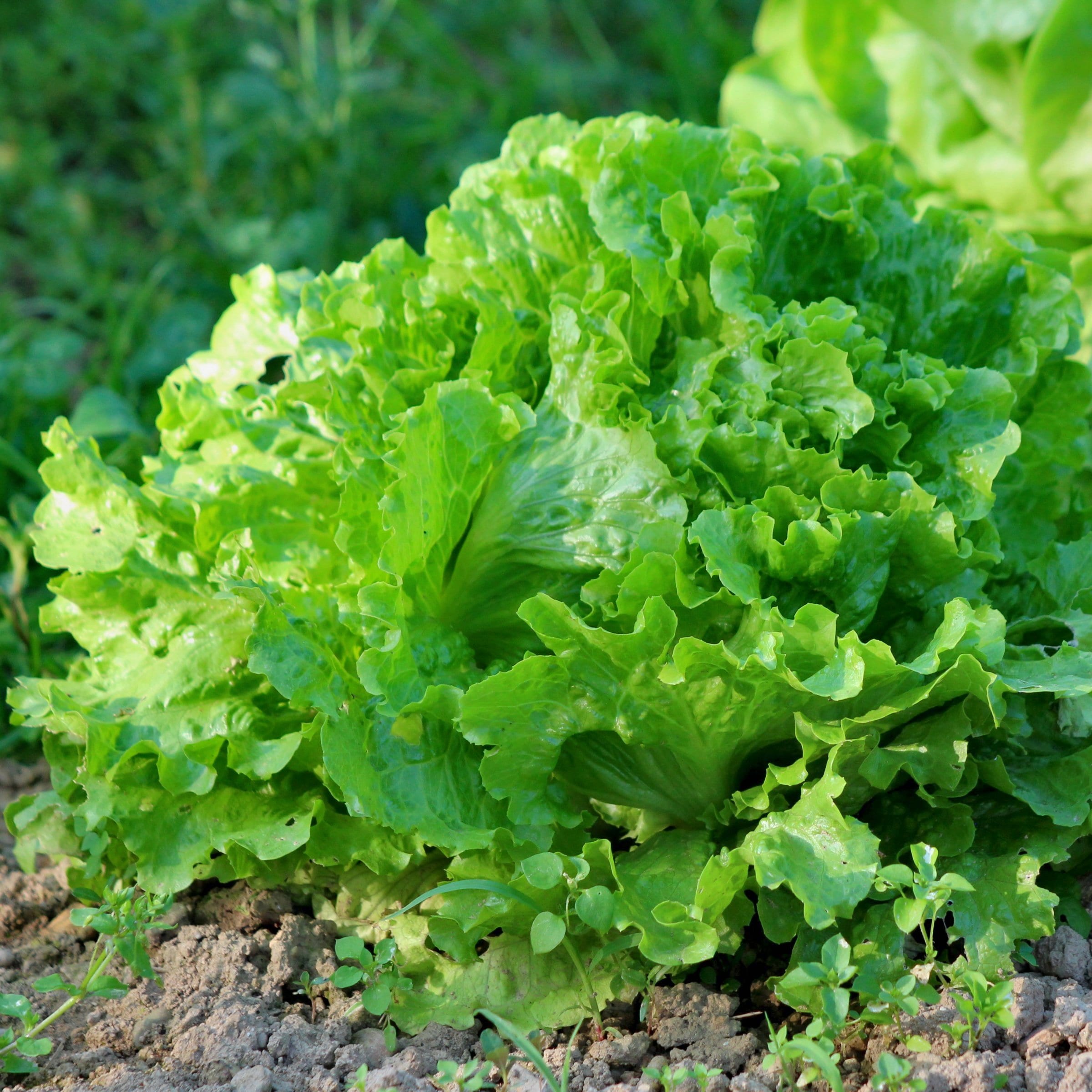 National Plant Network LW2255 Green Ice Lettuce Plant in Pot