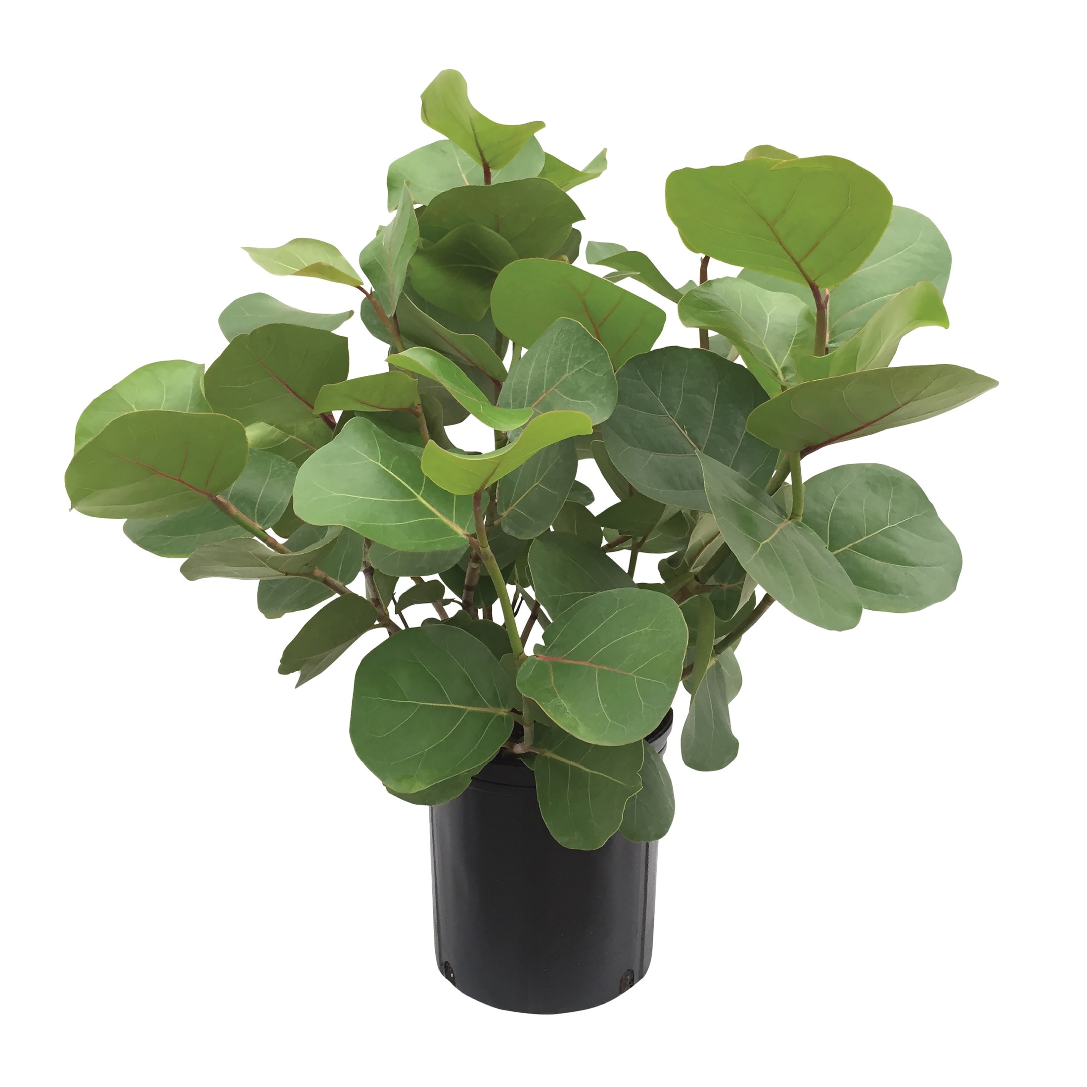 Nature's Way Farms 1.72 -Gallon Seagrape Screening Shrub 1 -Pack