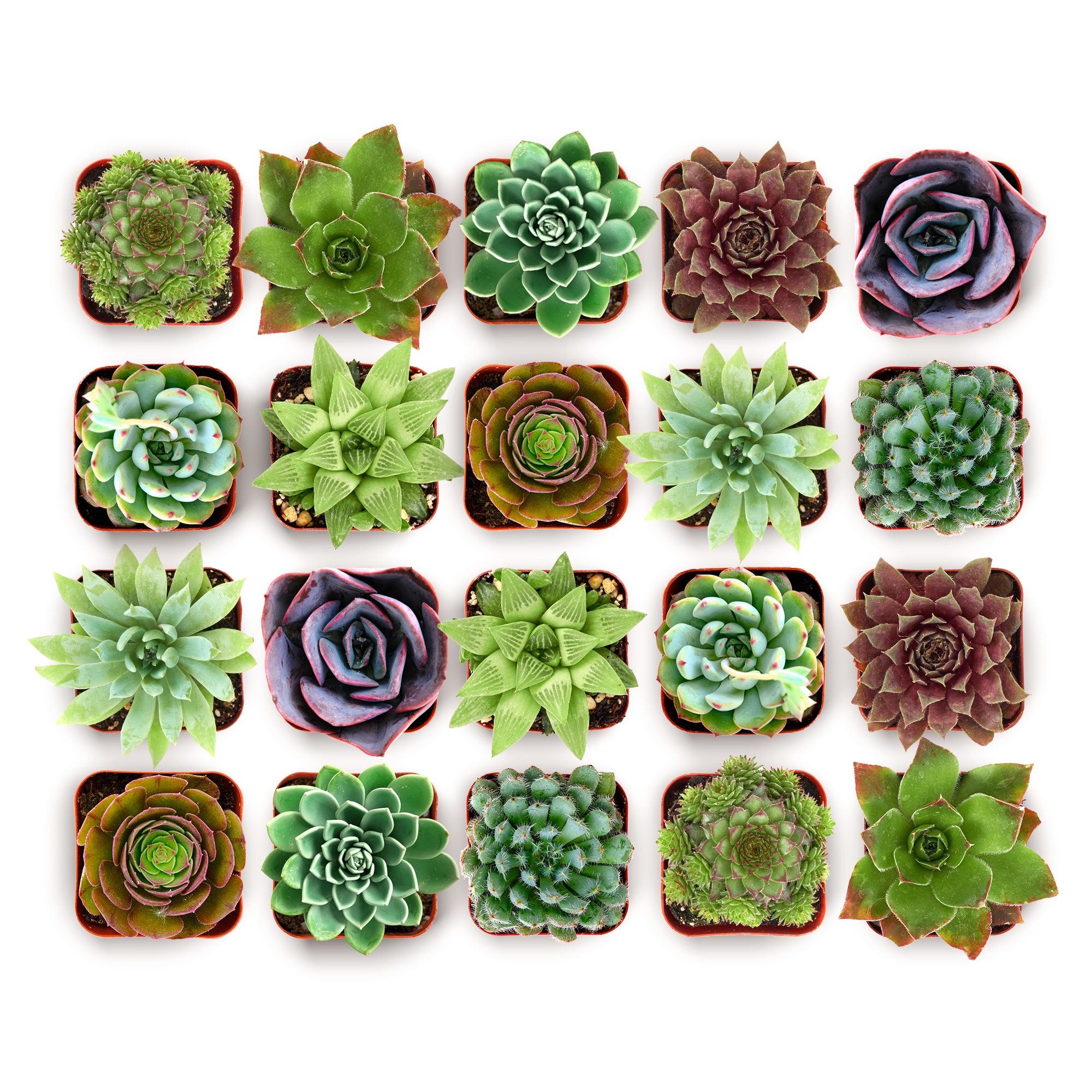 Shop Succulents  Rosette Live Succulent Variety Pack Fully Rooted 2 Inch Potted Plants for Gifts Favors DIY Projects Terrariums Home Decor and Garden Arrangements Pack of 100