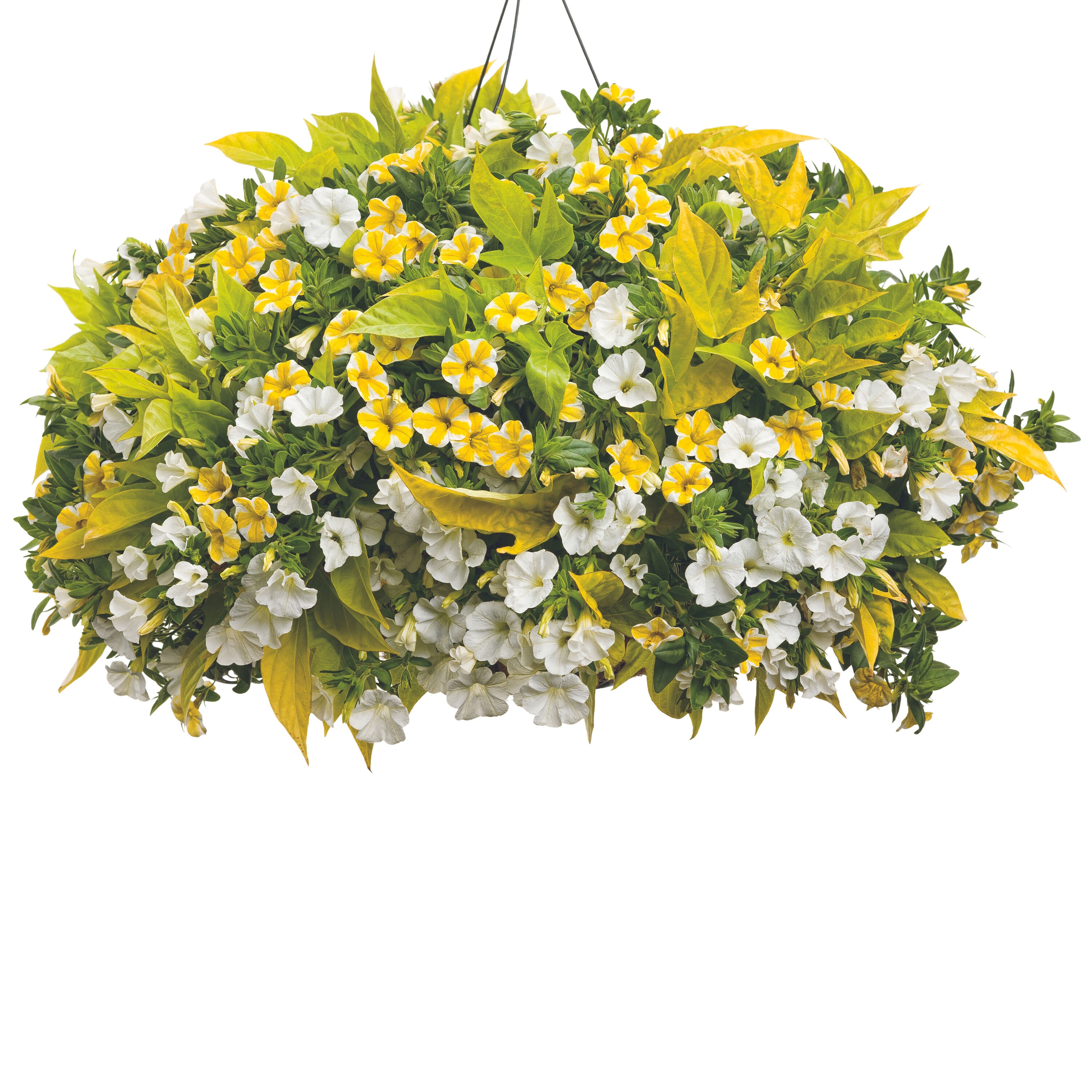 Proven Winners IPOPRW5017504 annuals - View #5
