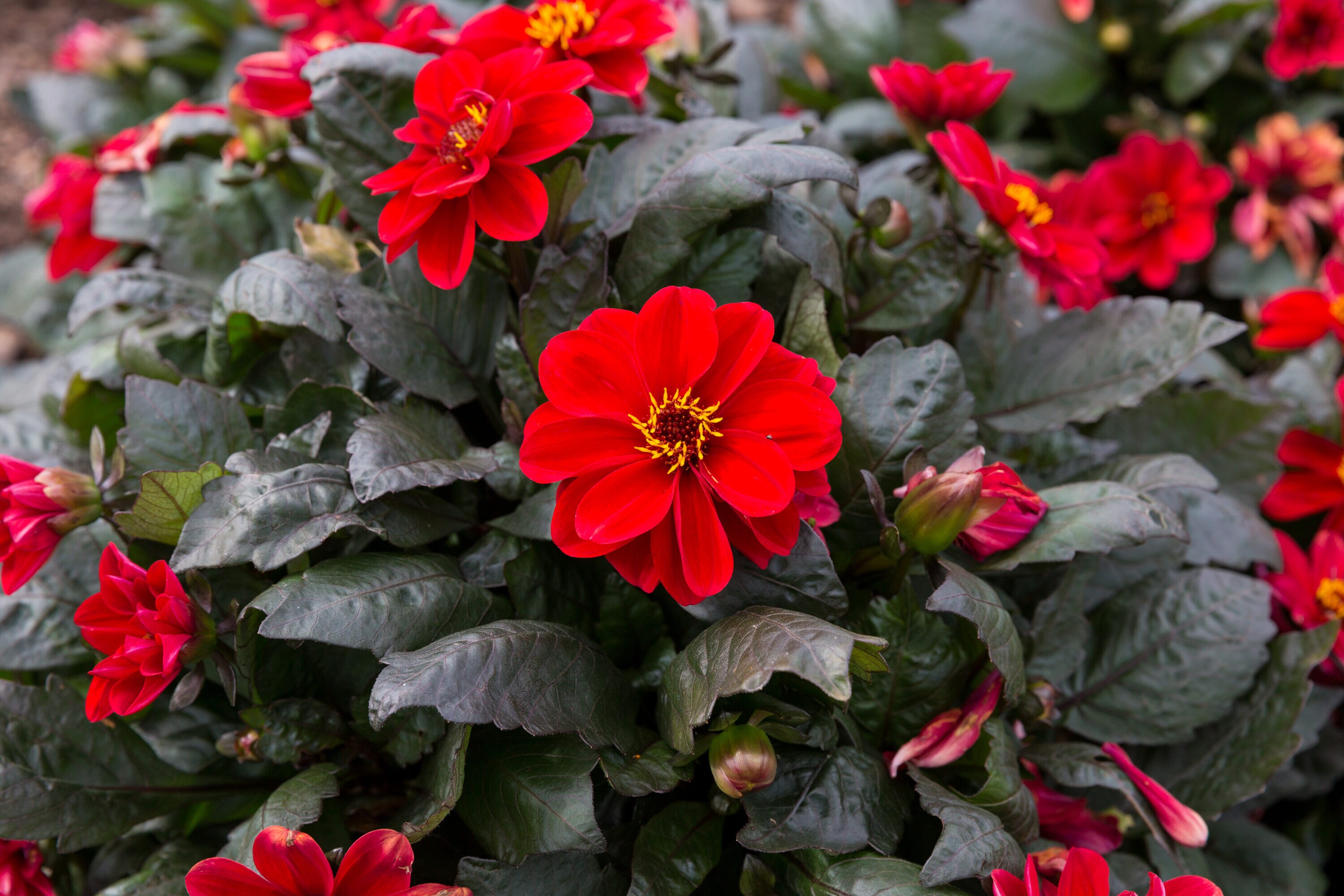 Monrovia 4844 annuals - View #3