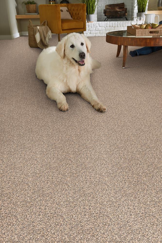 STAINMASTER DL022-118S Carpet-Samples - View #2
