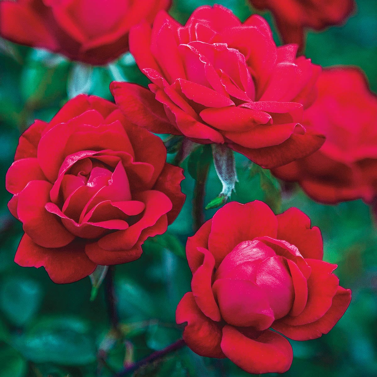 Double Flowering Knockout Tree Rose Plants, Bulbs & Seeds at Lowes.com