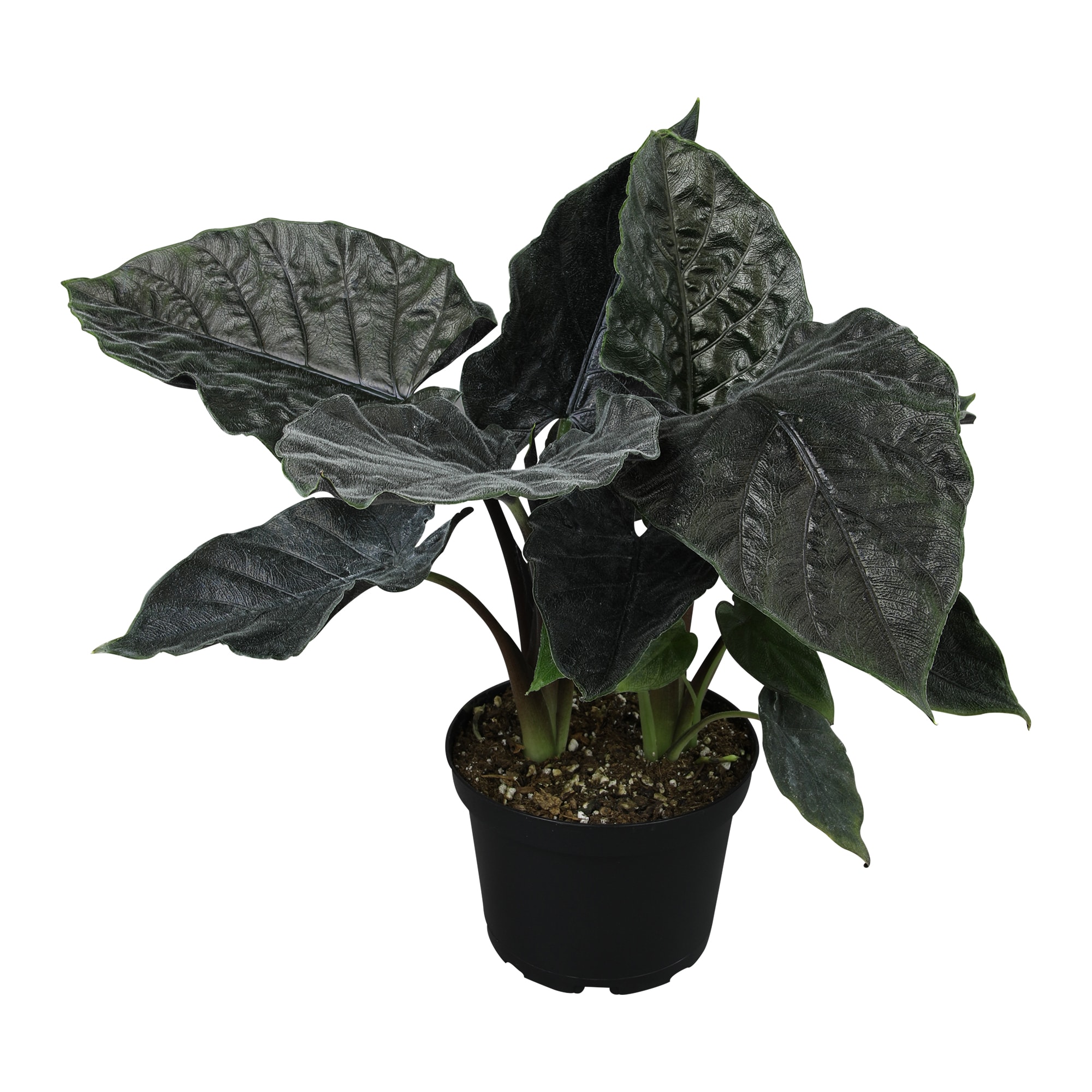 Altman Plants 0881588 Elephant Ears House plant in 6 Inch(es) Planter 1 -Pack