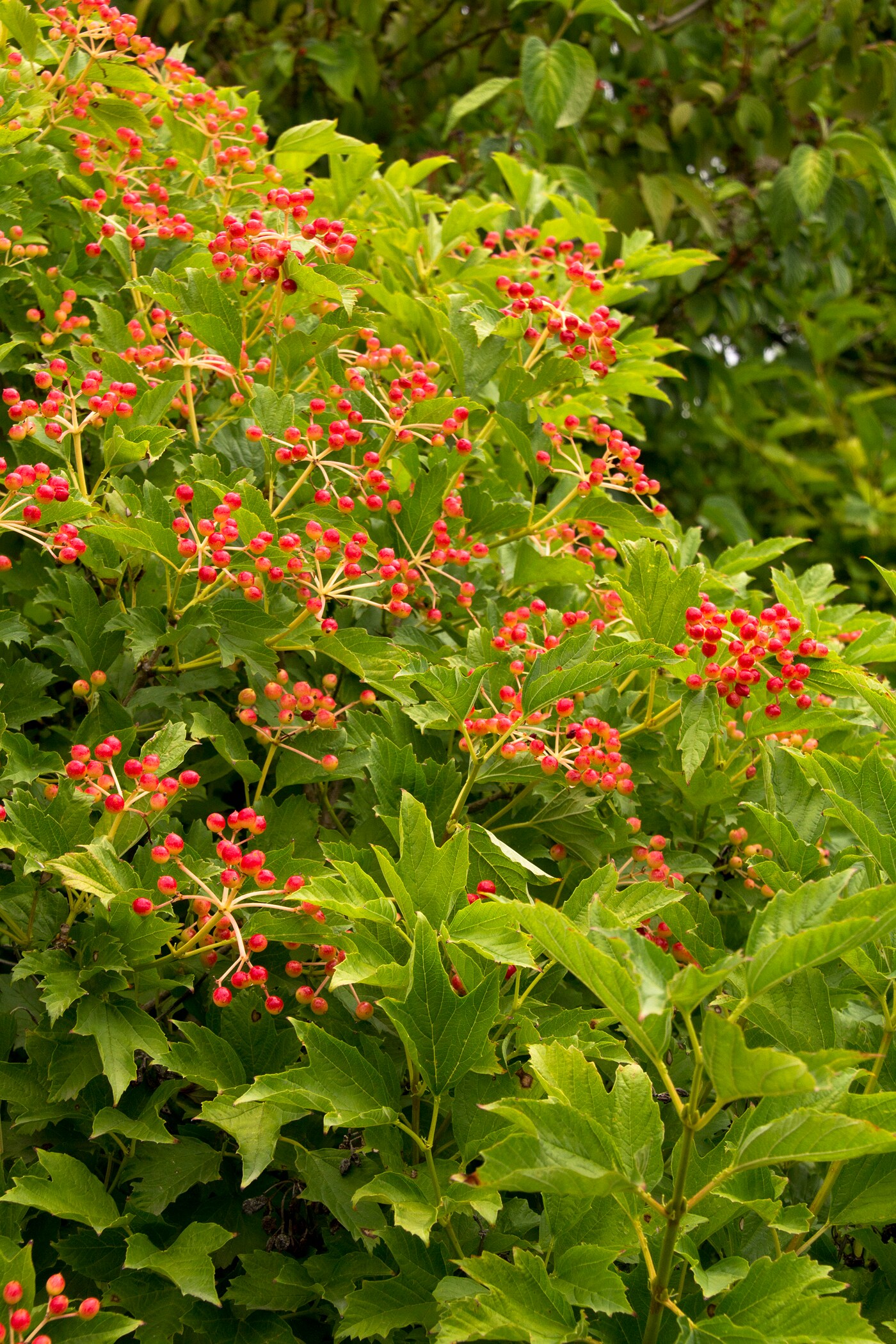 Monrovia 074652 shrubs - View #3