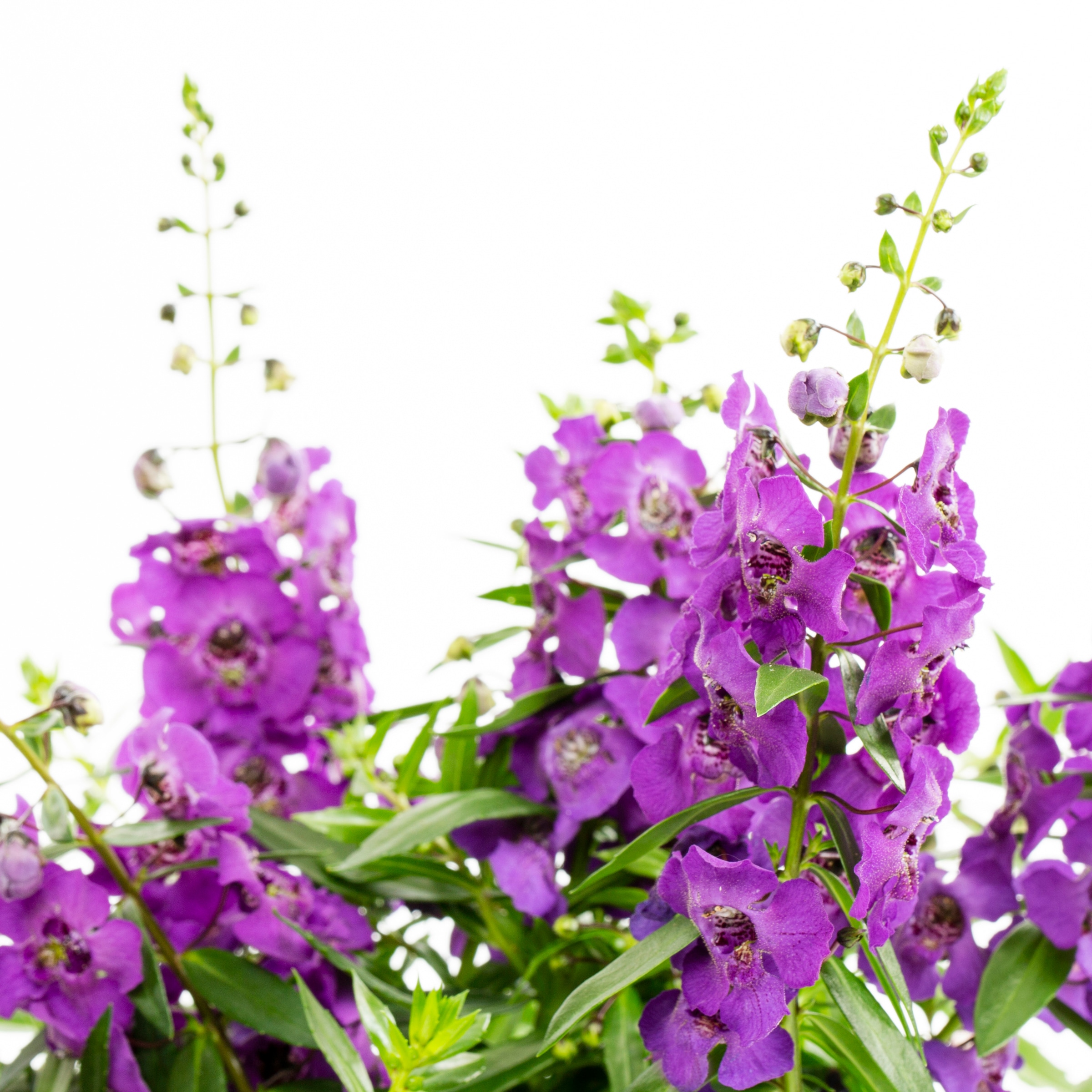 Lowe's NURSERY annuals - View #2