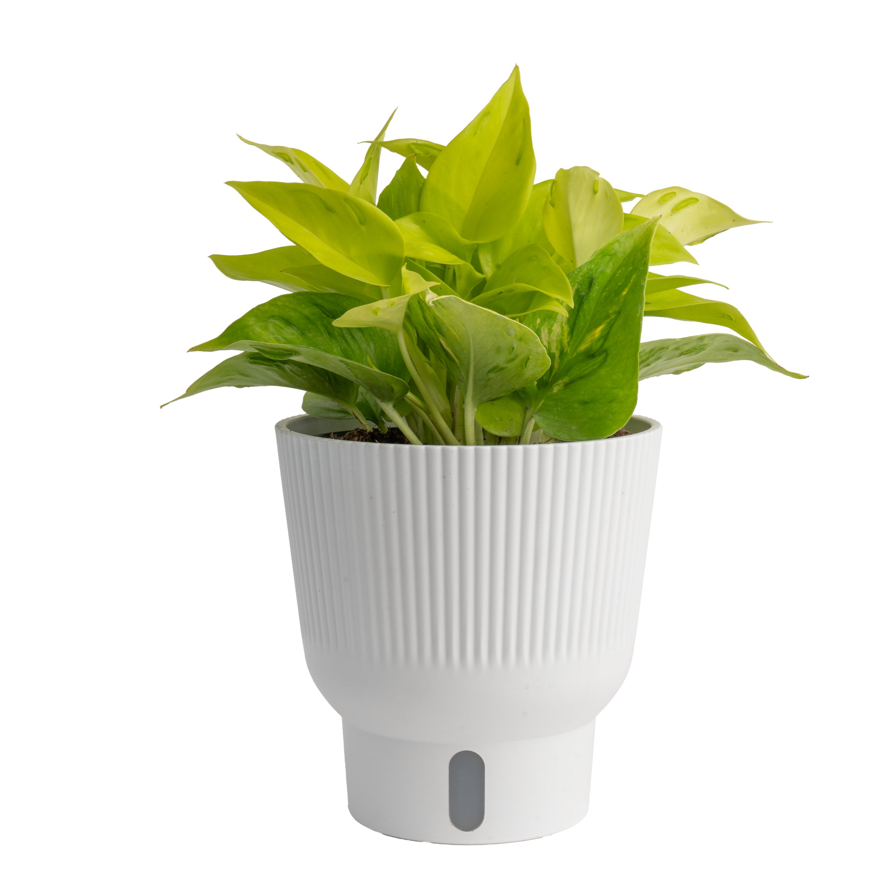 Costa Farms 6011330 Trending Tropicals Pothos House plant in 1.4 Quart(s) Self-watering pot 1 -Pack