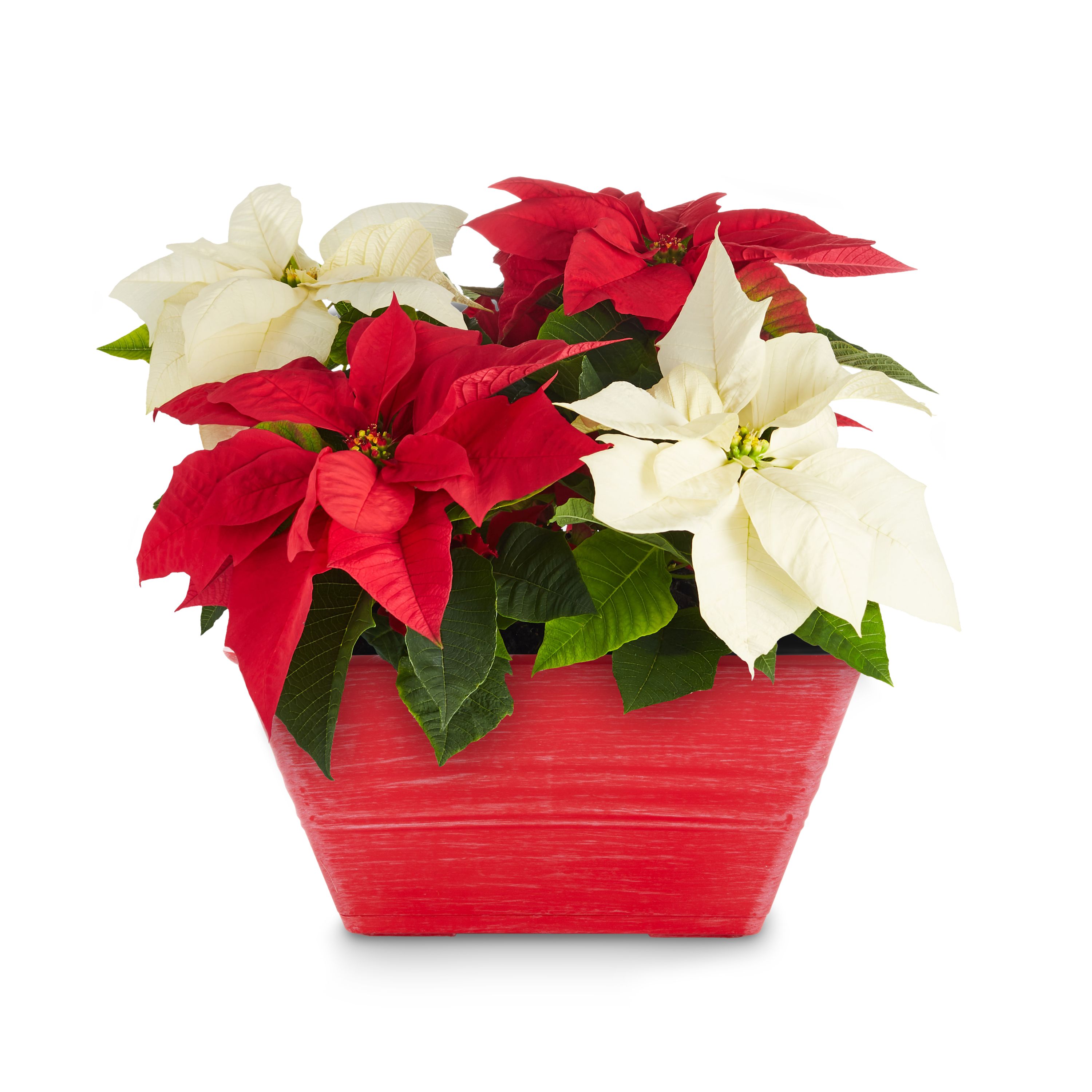 potted poinsettia clip art