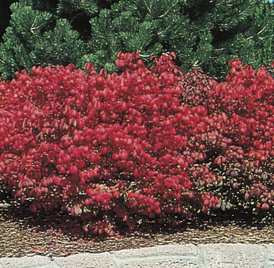 NURSERY Dwarf Burning Bush Foundation/Hedge Shrub In Pot (With Soil)