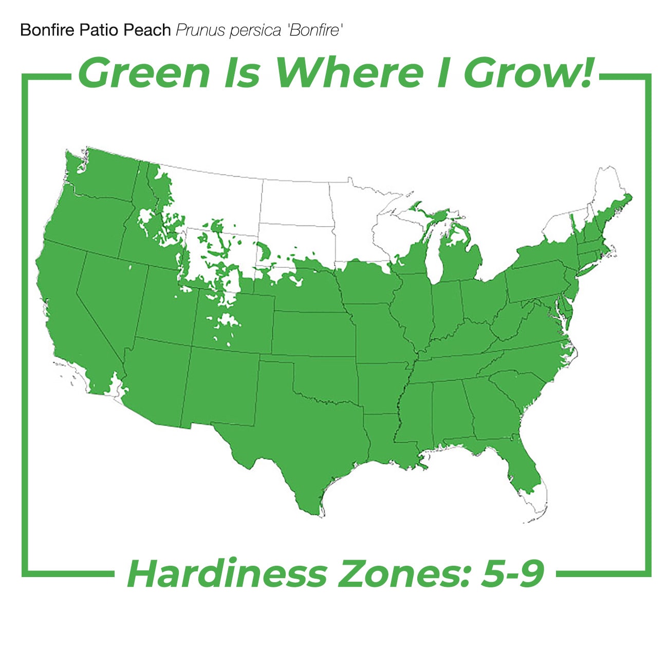 Perfect Plants LOBONFIREPEACH5G trees - View #3