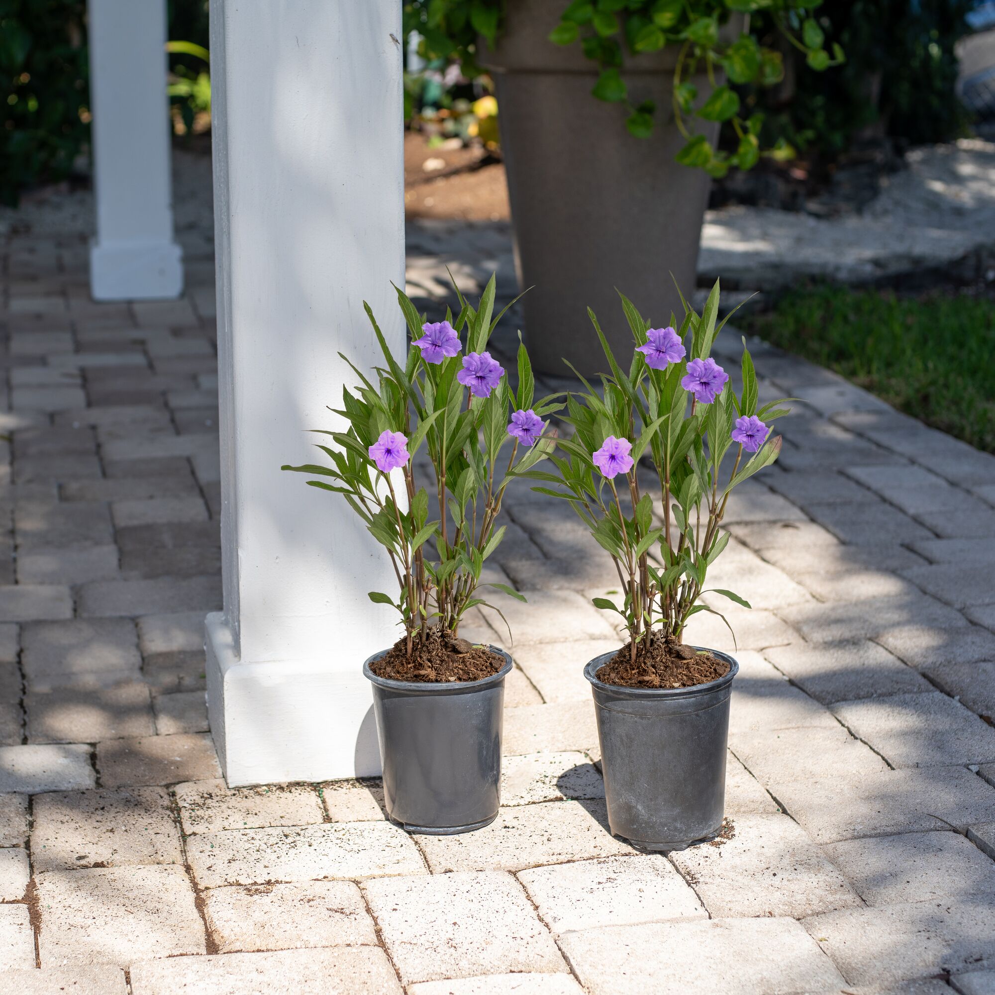 Costa Farms M-RUE-G-POT-02-LW shrubs - View #3