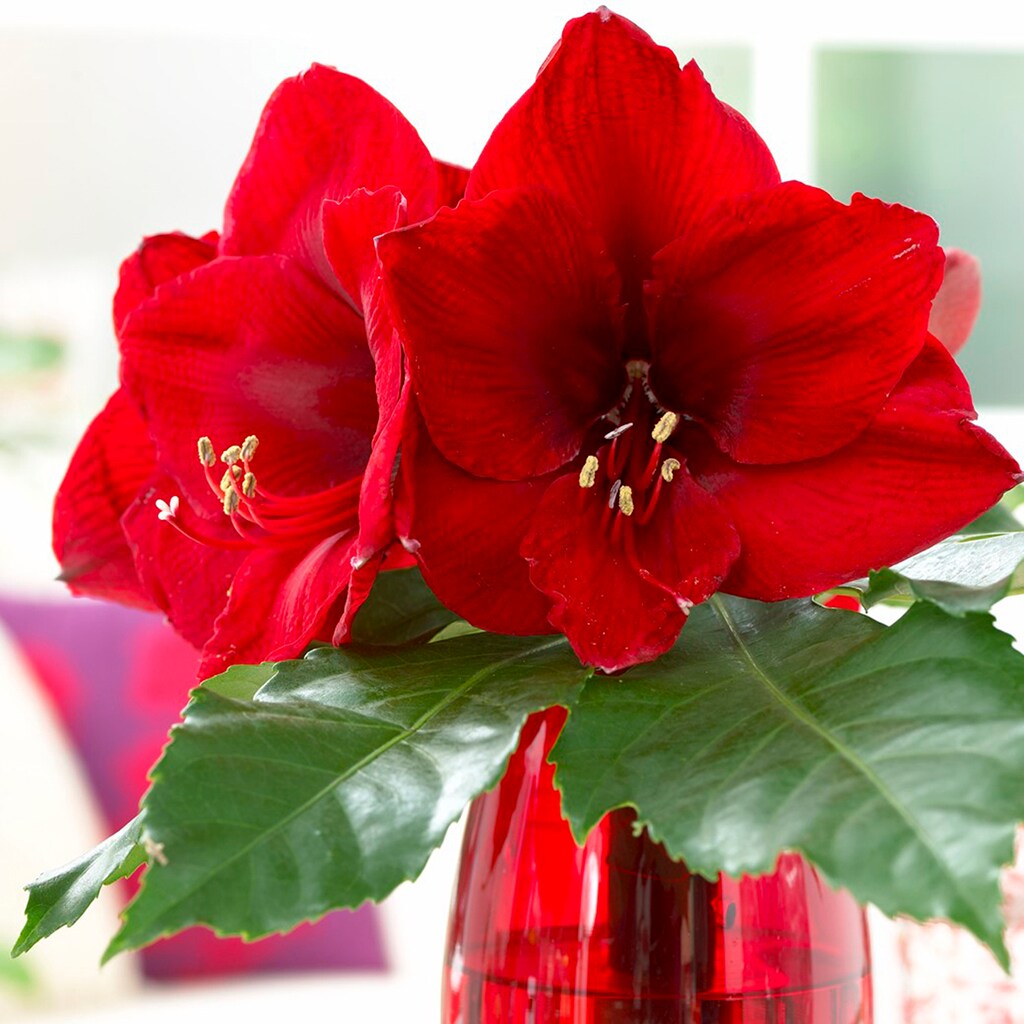 Van Zyverden 87203 Red Amaryllis Red Lion Bulbs 3.0 Count