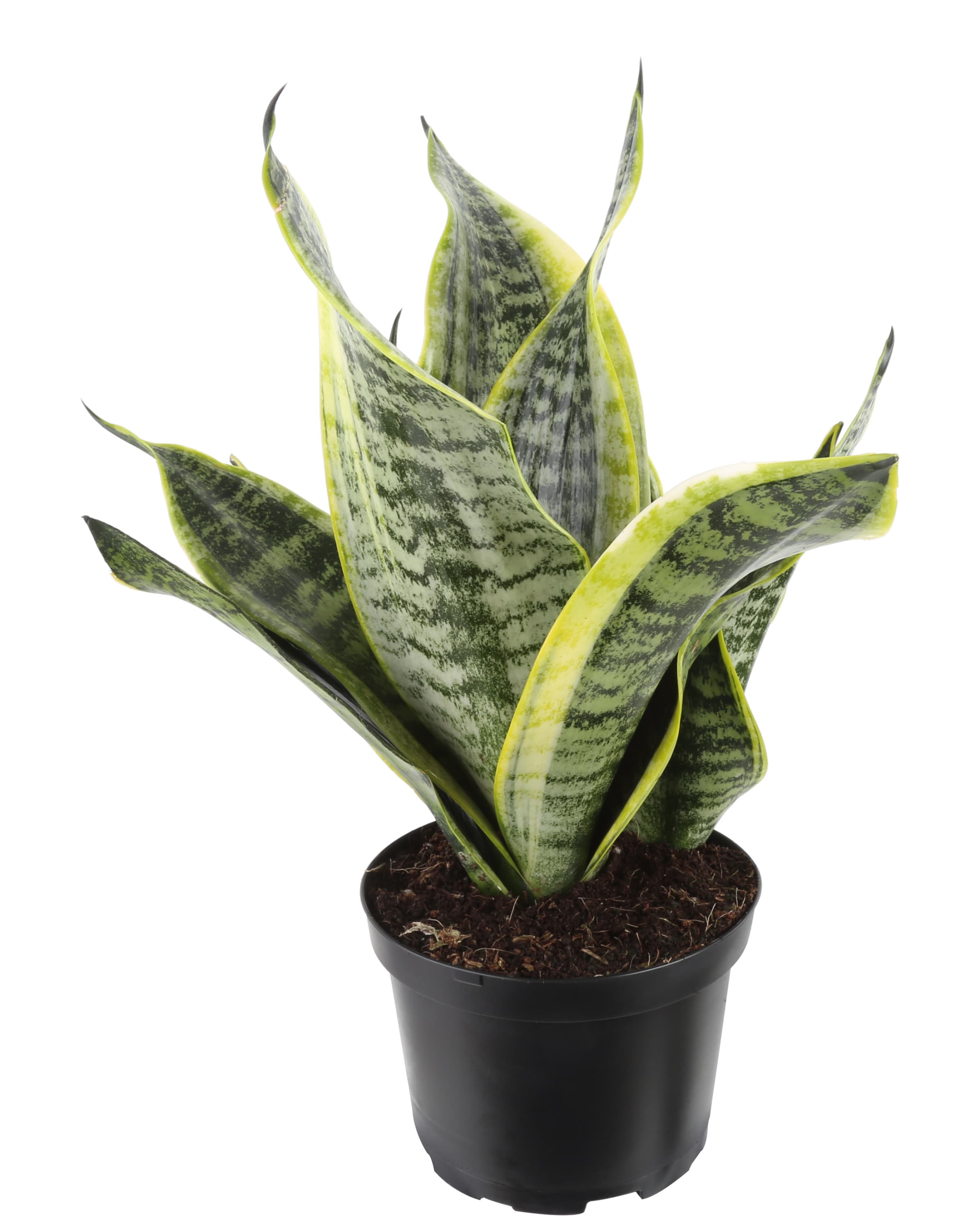 Costa Farms Sansevieria Snake Plant House Plant in 6-in Pot in the ...