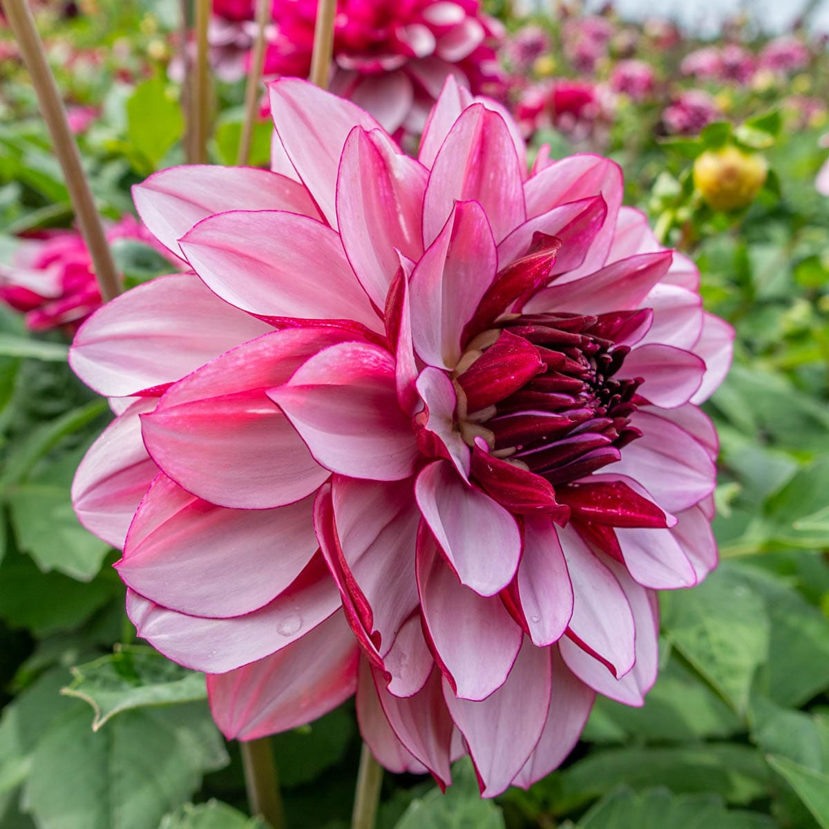 Breck's 63406 Purple Flowering Crème de Cassis Dormant Dahlia Bulbs 3 Pack