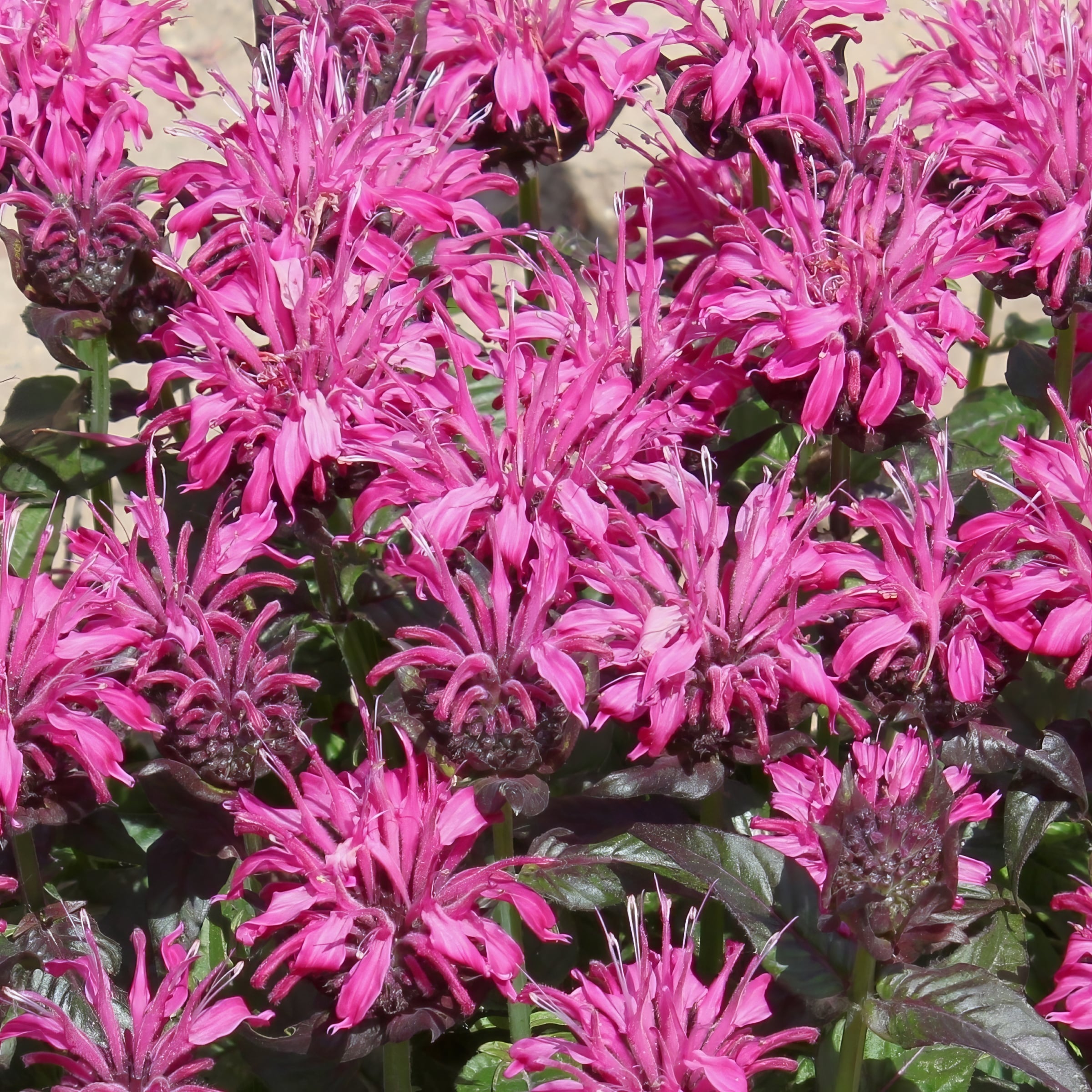 National Plant Network LW1582 perennials - View #6